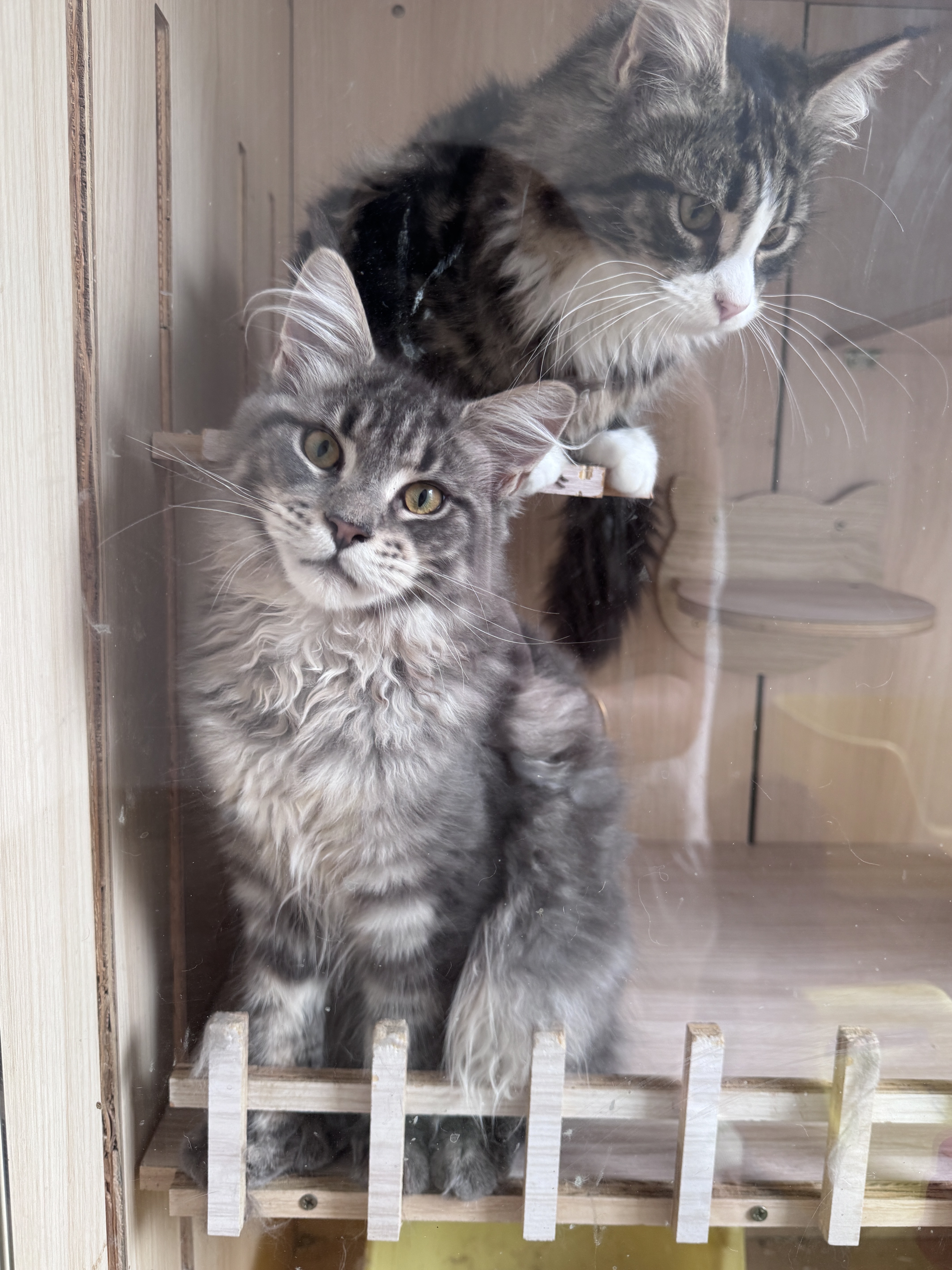猫猫缅甸猫