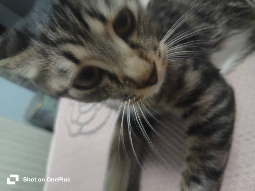 猫猫萌宠档案