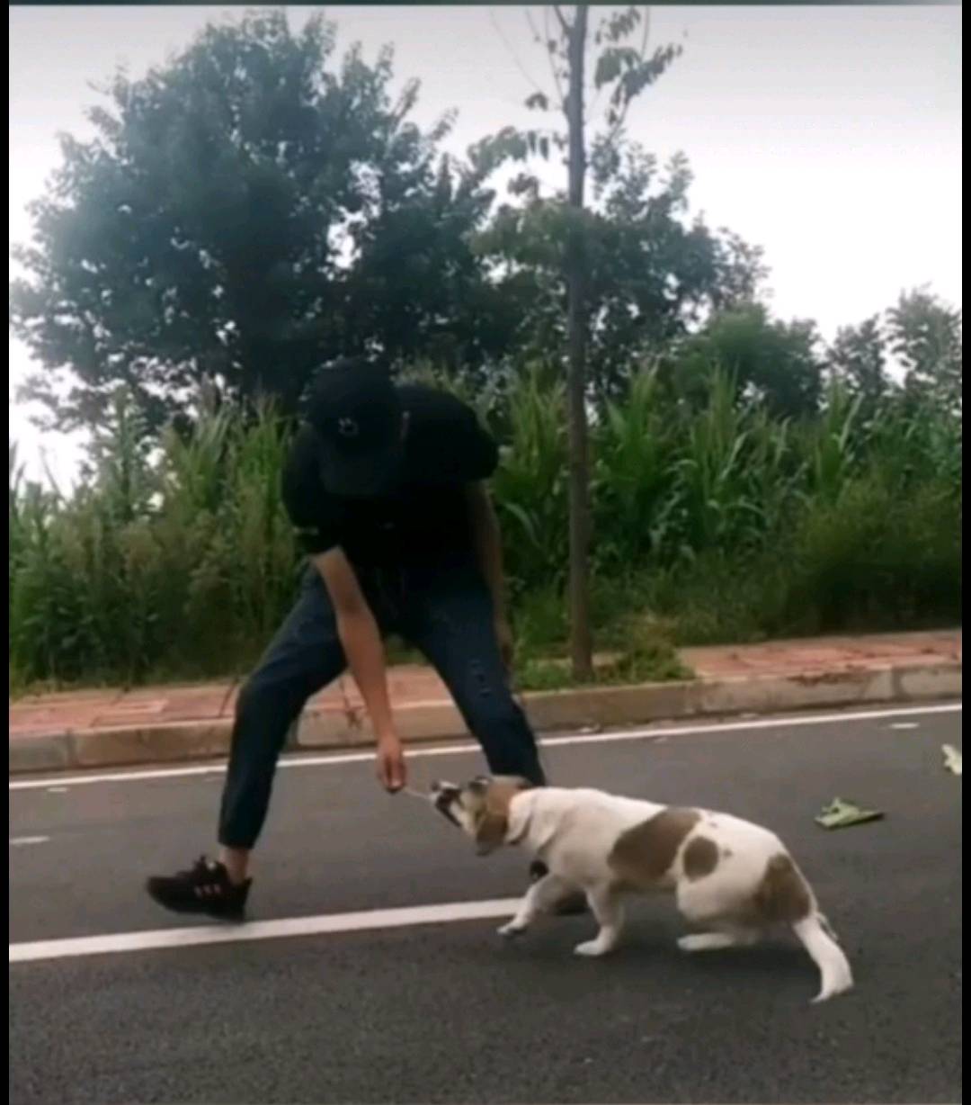 成华附近可帮忙训犬社会化爆冲护食仆人乱捡垃圾