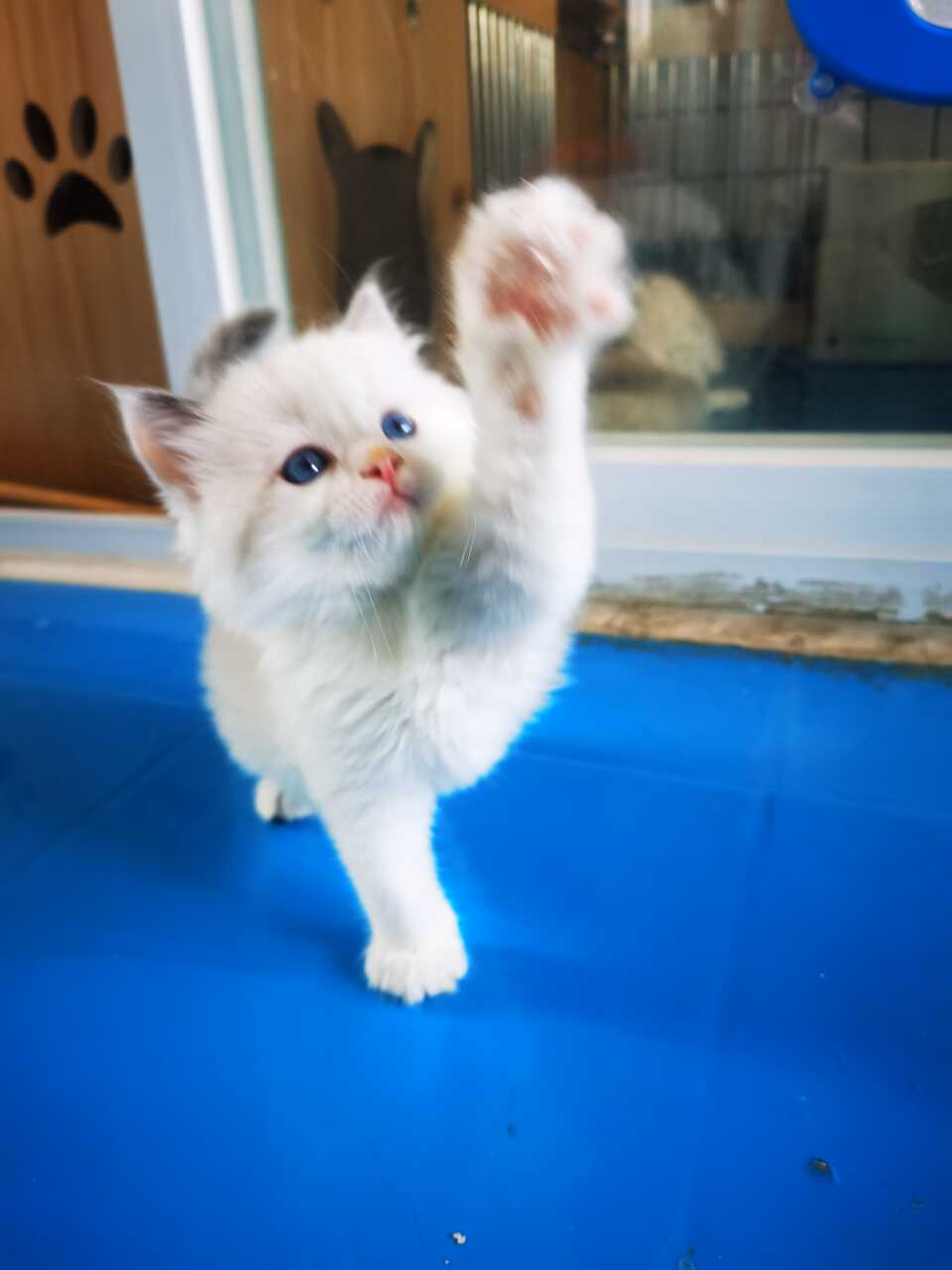 自家大猫生的布偶山猫，爸爸妈妈都是山猫所以一窝全山猫纹，没有重点色基因，。