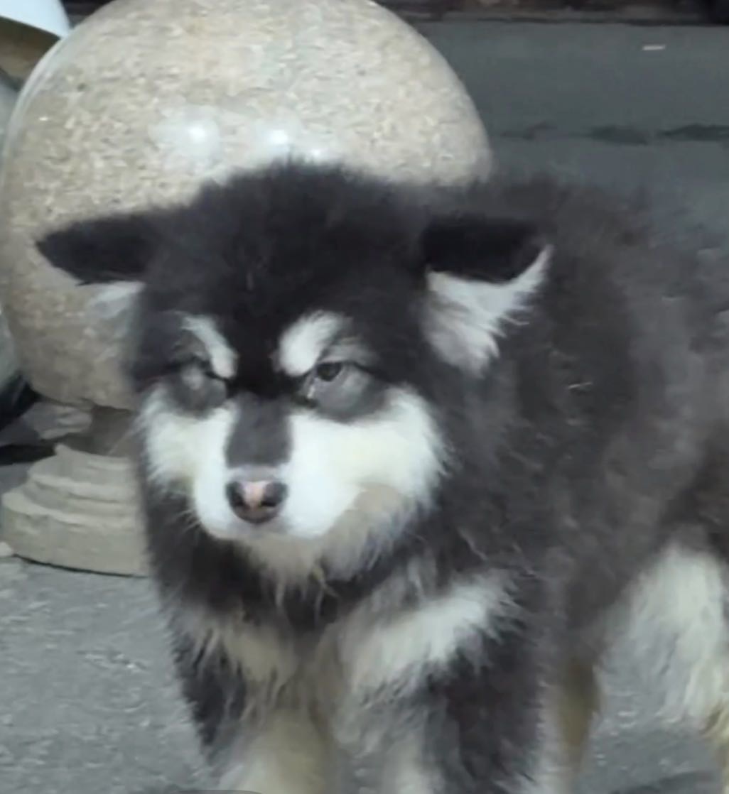 狗狗阿拉斯加雪橇犬