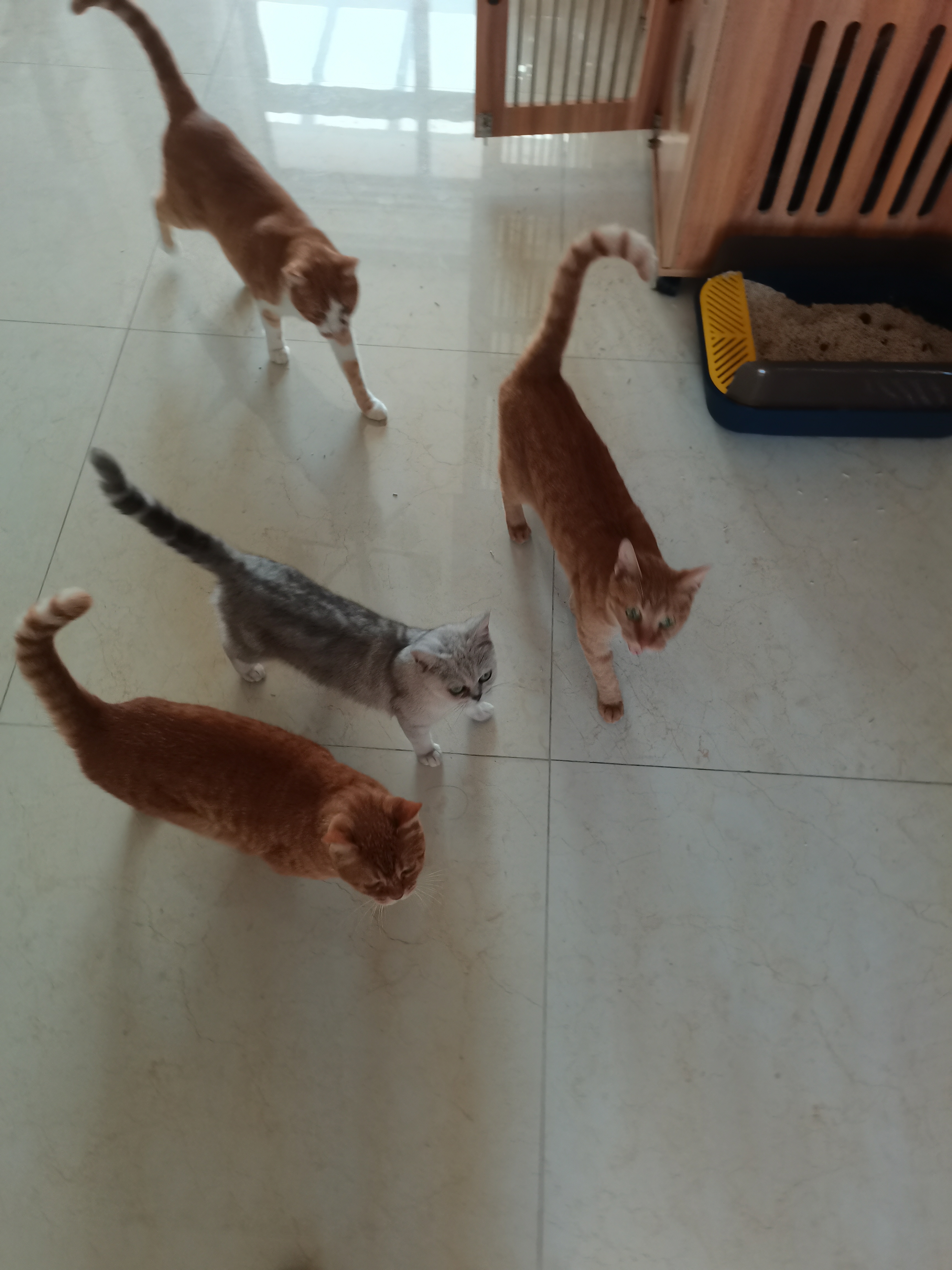 猫咪寄养,上海家庭式宠物寄养