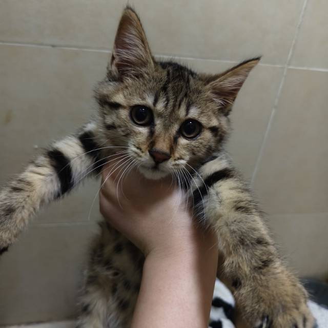 猫猫其它