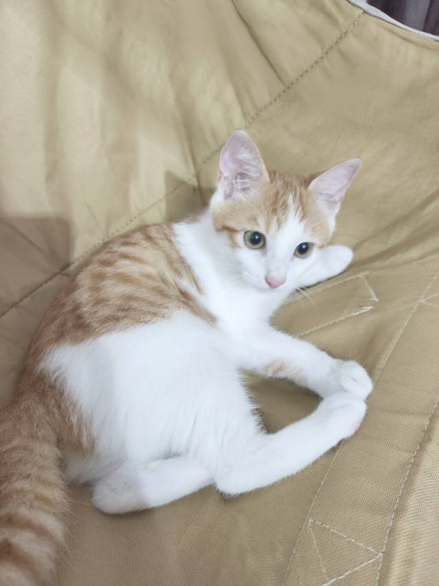 中华田园猫，可吃猫粮可吃家里饭，性格温顺，可以给摸，较为粘人，如领养送一袋猫粮和笼子，会用猫砂盆，因为家里原因养不了，有…