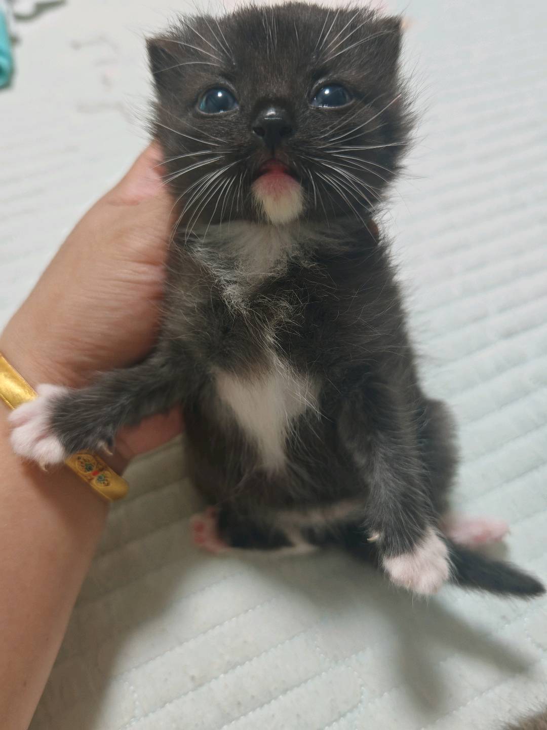 布偶猫咪混血，小黑公猫长大了是长毛猫咪，长得乖巧可爱，不乱叫，听话懂事，绝世好猫