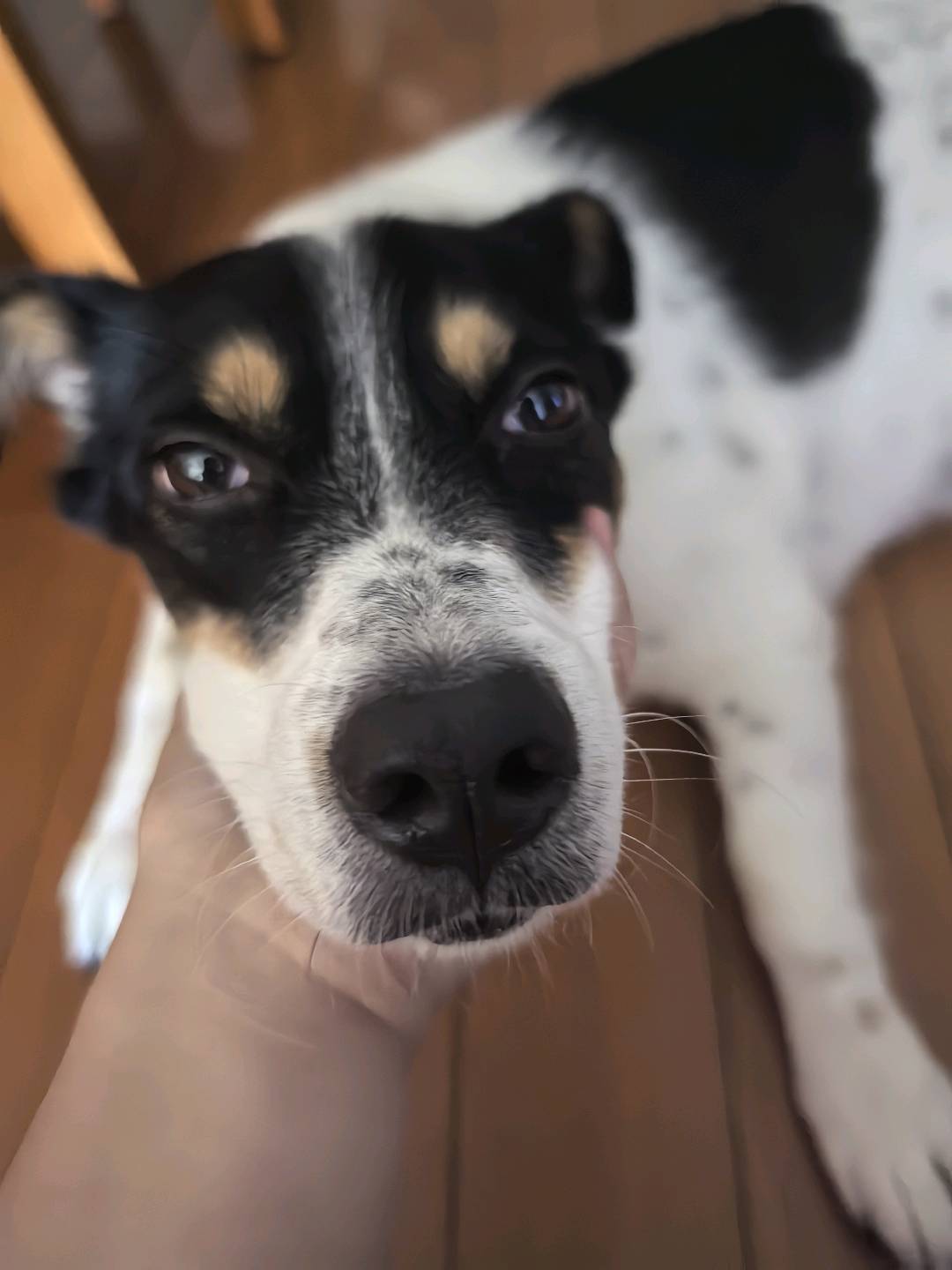 大学生，家中有一只一岁的中华田园犬，爱狗，暑假期间可帮忙遛狗，半小时*0-40，一小时40-80，价格可谈，不远路费可自费