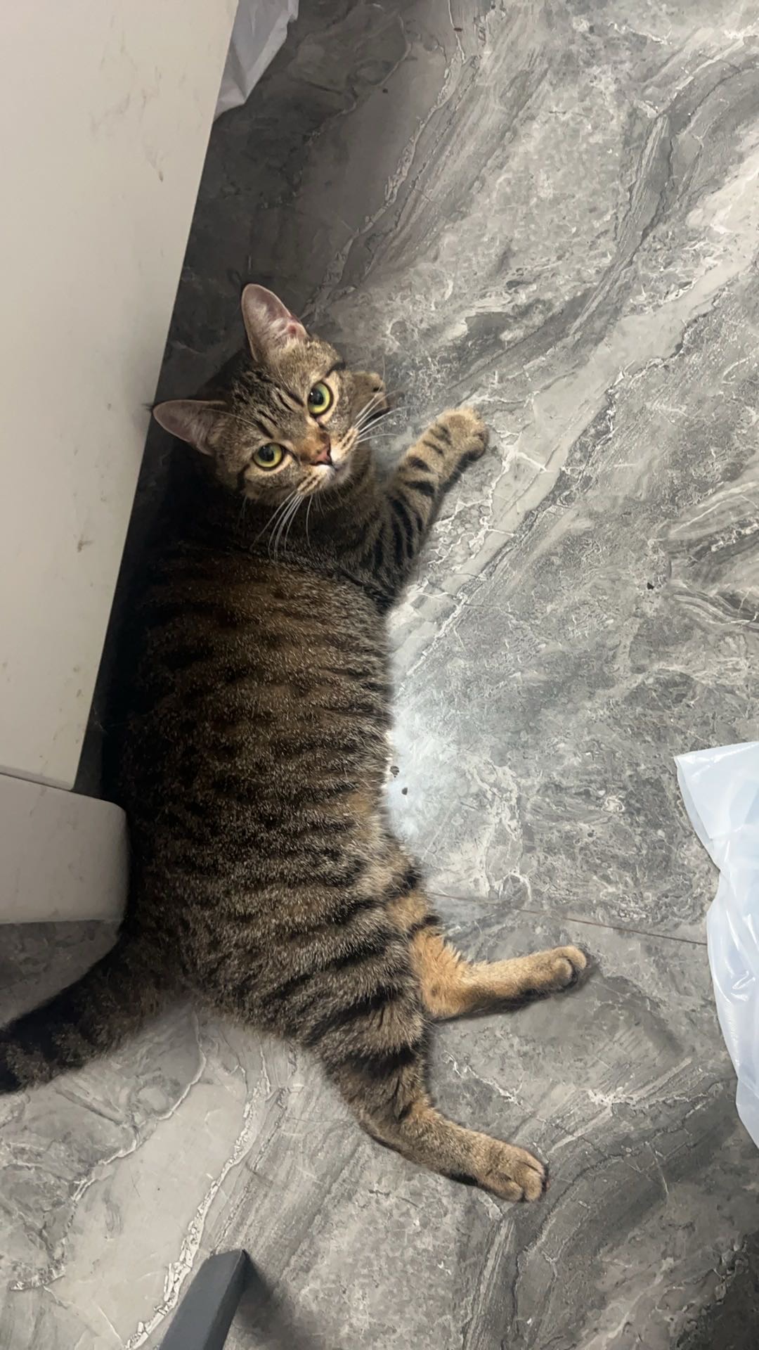 猫猫布偶猫