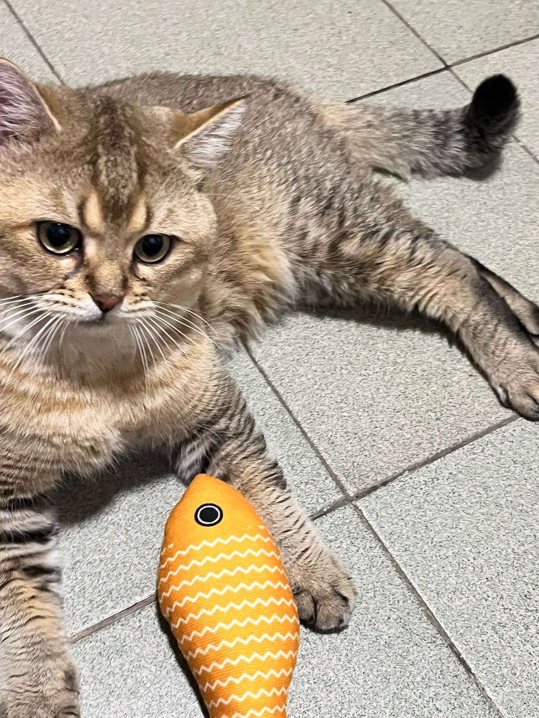 猫猫萌宠档案