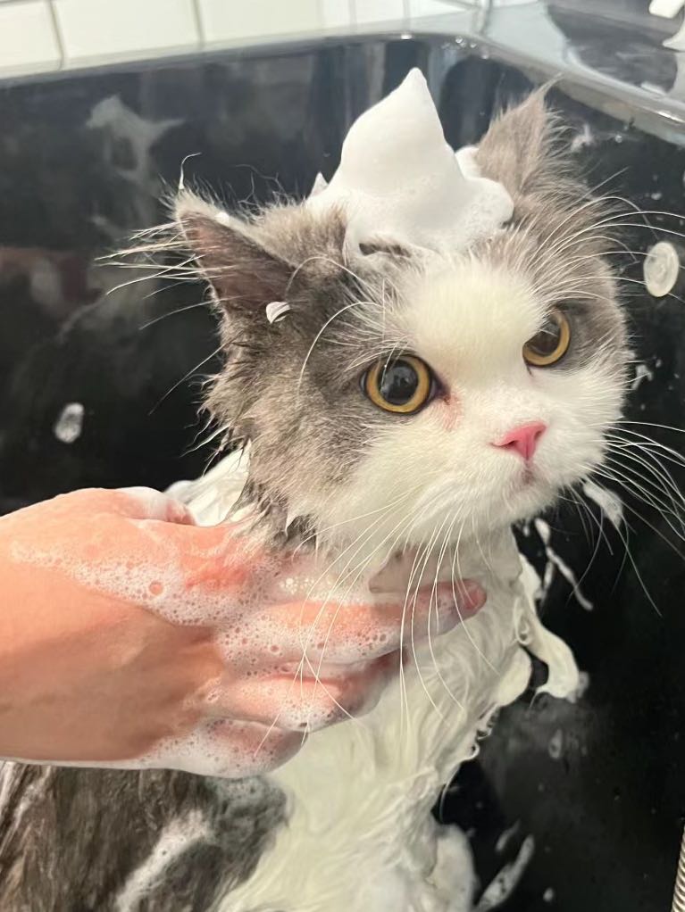 猫咪
喂养
