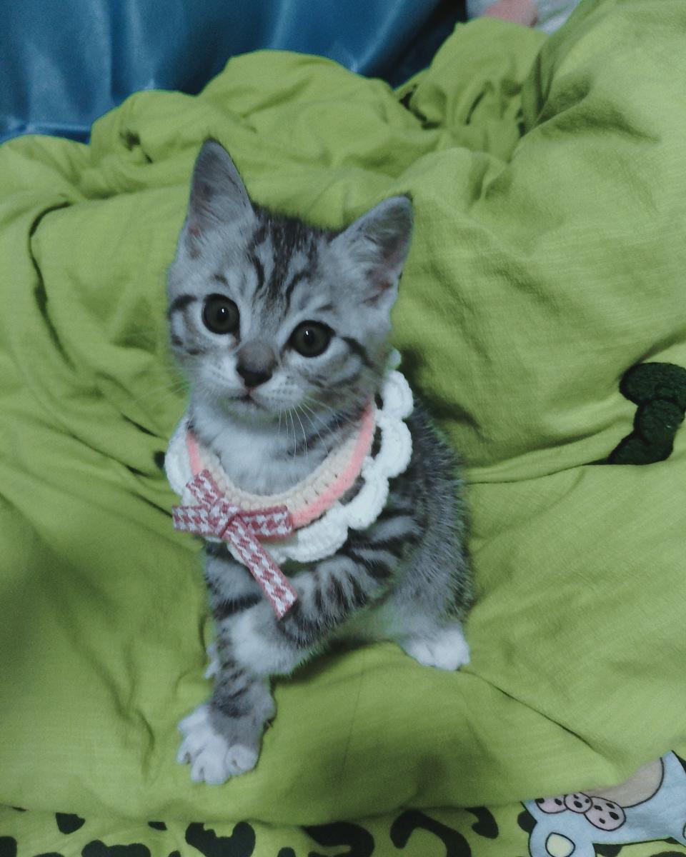 很聪明的小猫猫，一到家就会自己用猫砂盆，不会乱拉乱尿，很粘人很乖巧，怎么撸都不会咬人