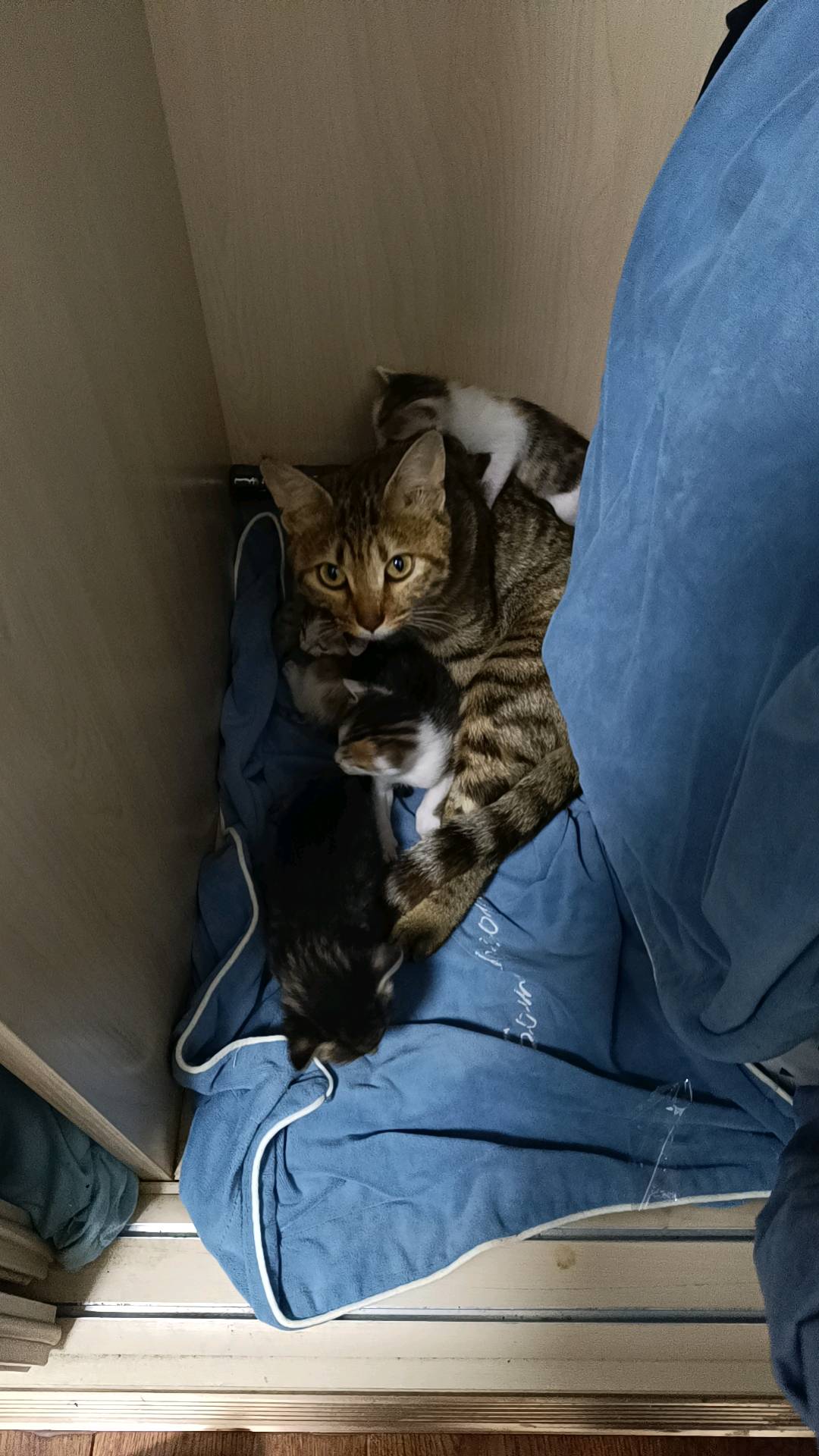 猫猫其它