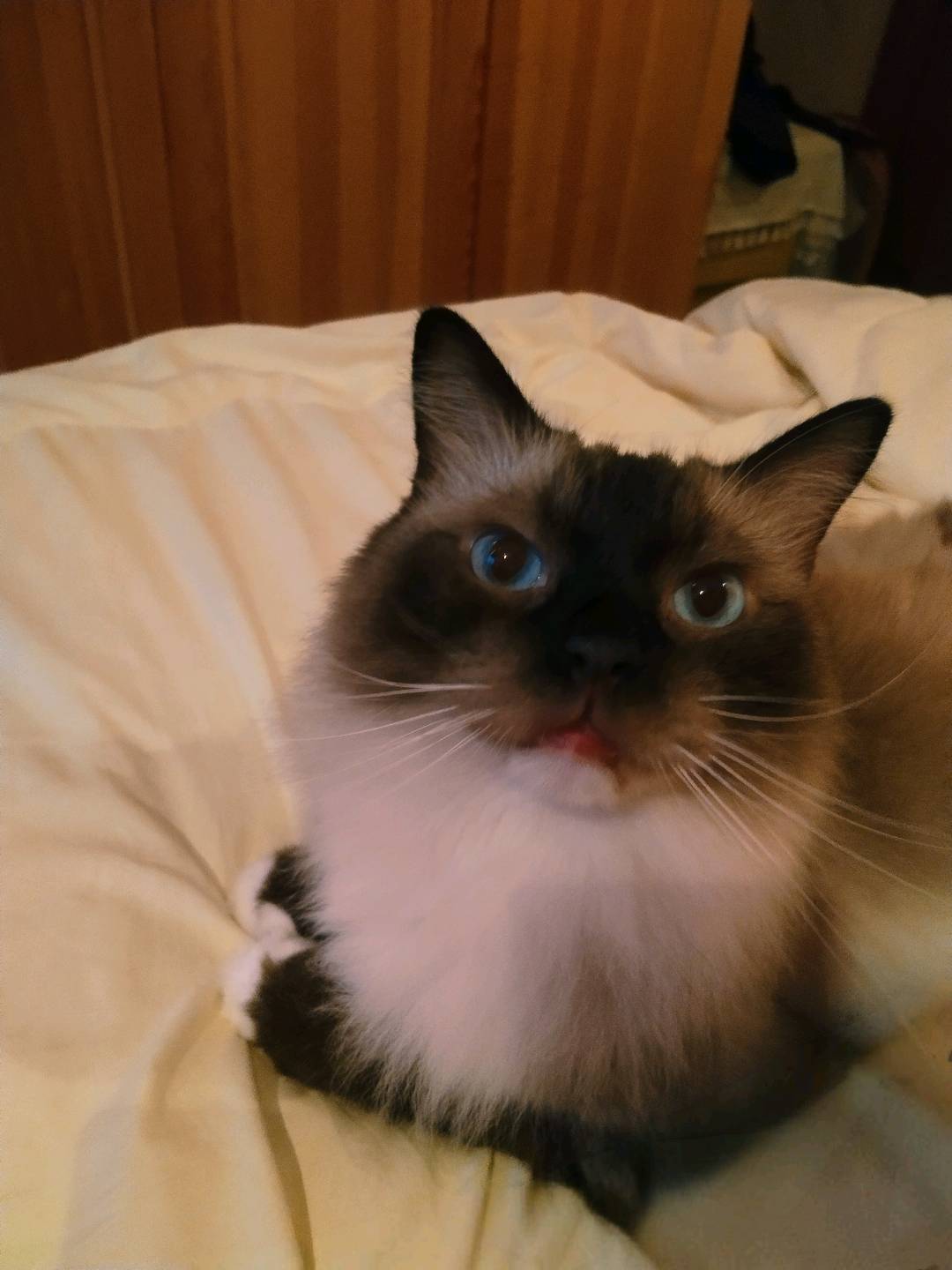 猫猫布偶猫