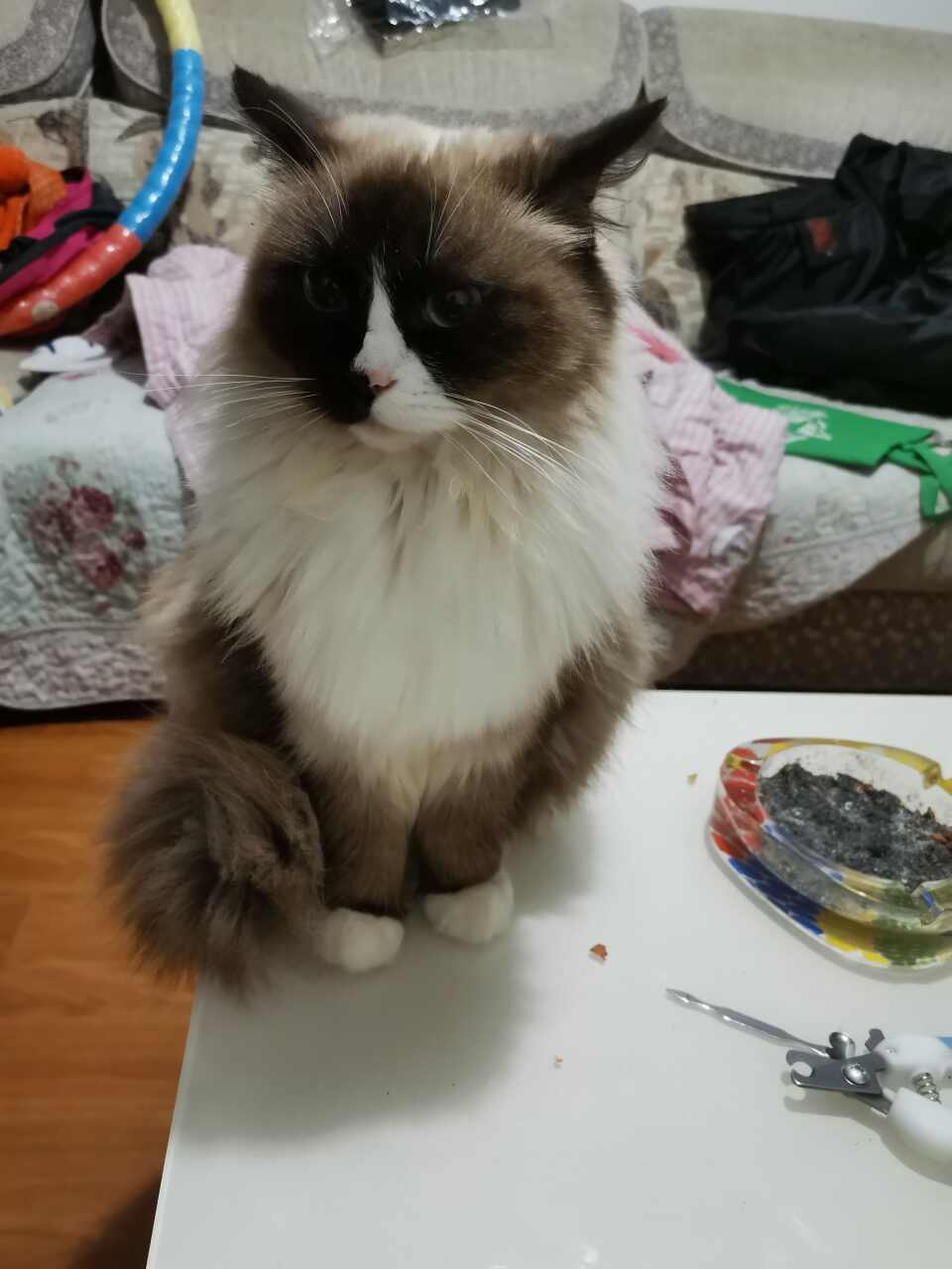 给猫咪找个好人家，多种原因没有时间照顾猫咪了，猫咪很健康无病无癣，疫苗己打完了，狂犬疫苗也才打，孤喜欢的给我留言