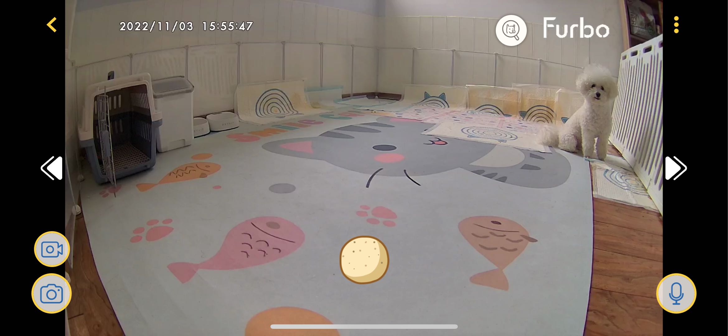 宁波家庭式宠物寄养，提供监控可*4小时随时查看，专业人员照看，**年养宠的宠物博主