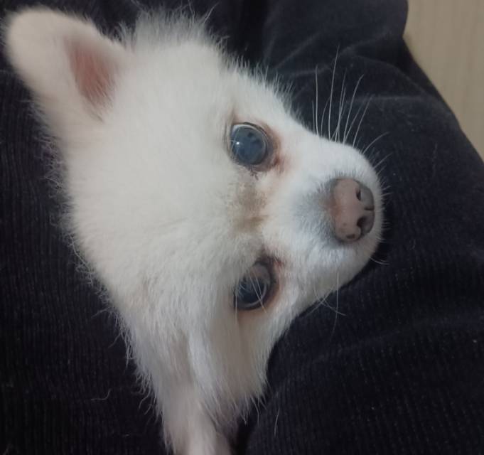 遂宁有需要上门喂猫猫狗狗和溜狗狗的可以联系我 我很喜欢猫猫狗狗 这是我自己的狗狗
#溜狗