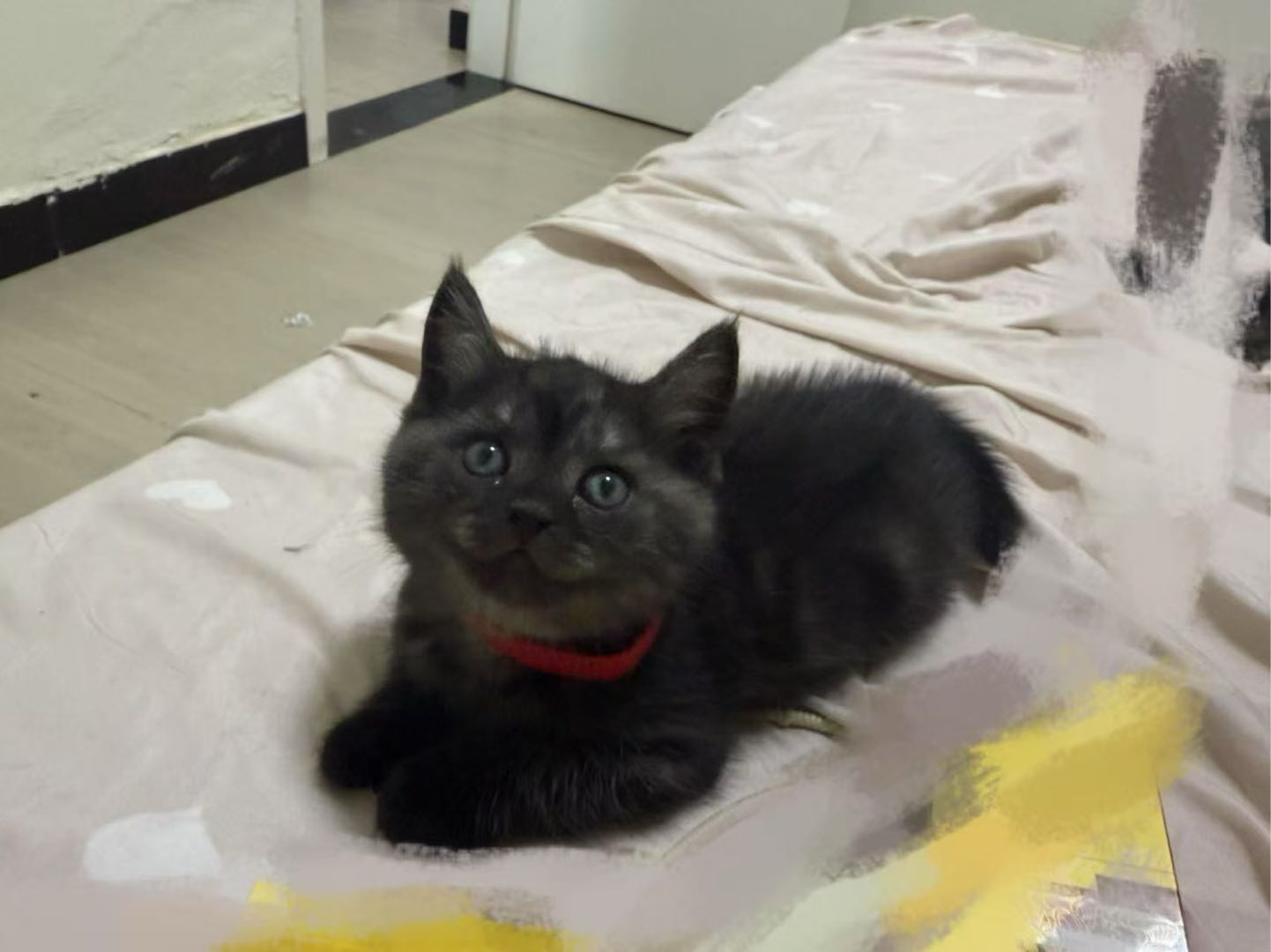 猫猫美国短毛猫