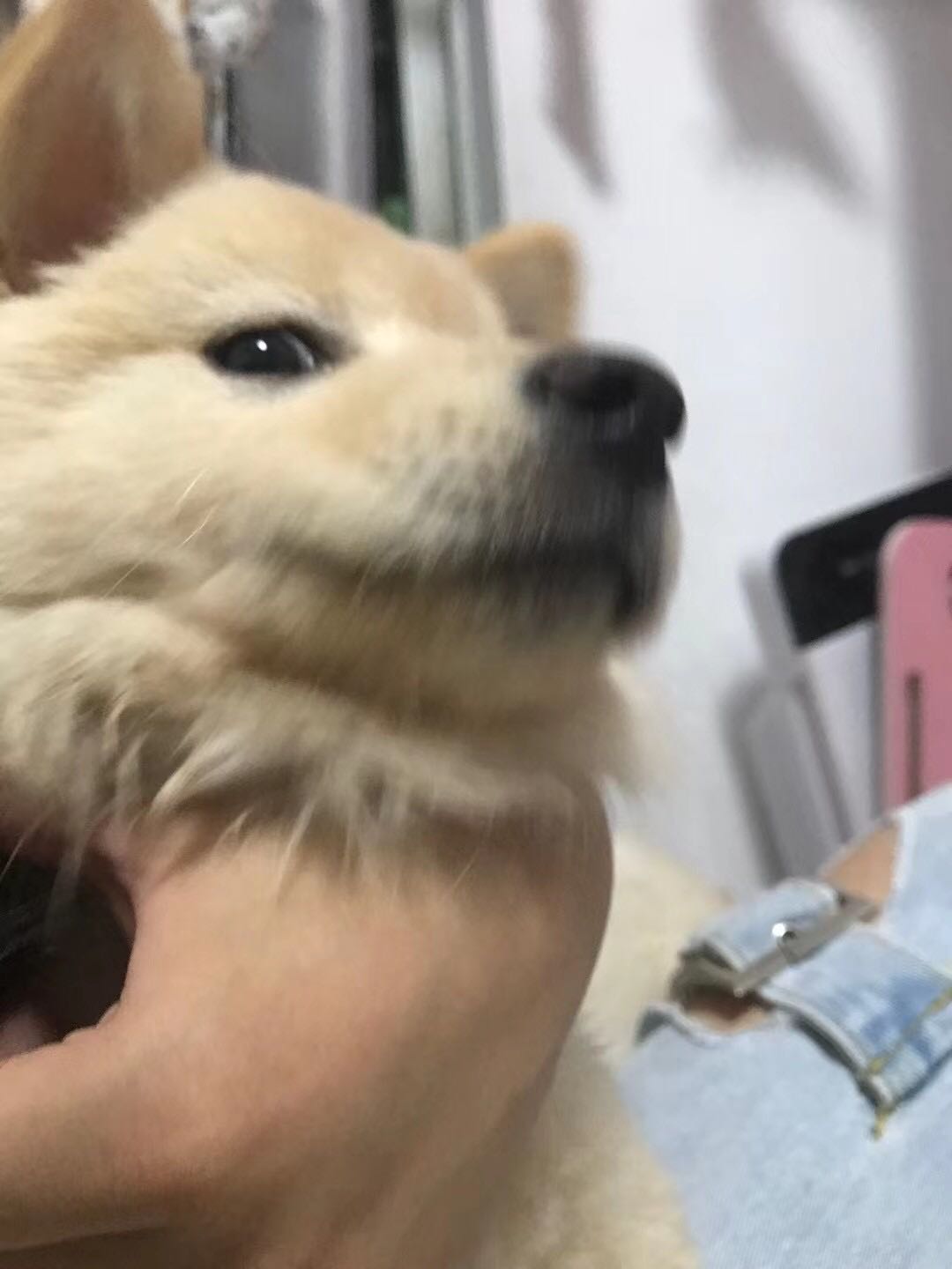 陪宠物玩，溜宠物，铲屎，猫砂，喂食