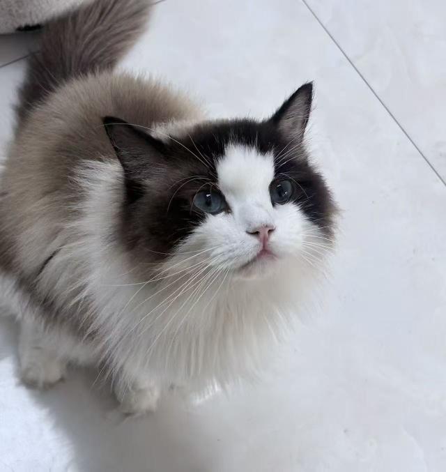 萌宠档案