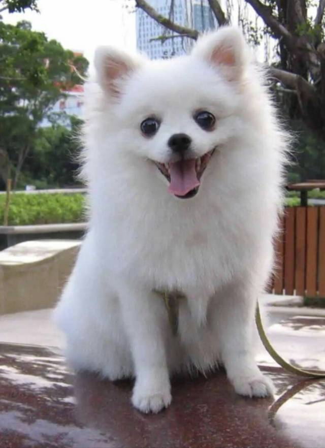 厦门地区没有时间喂养猫咪狗狗的我可以帮忙喂养，我有时间有爱❤️心哦！