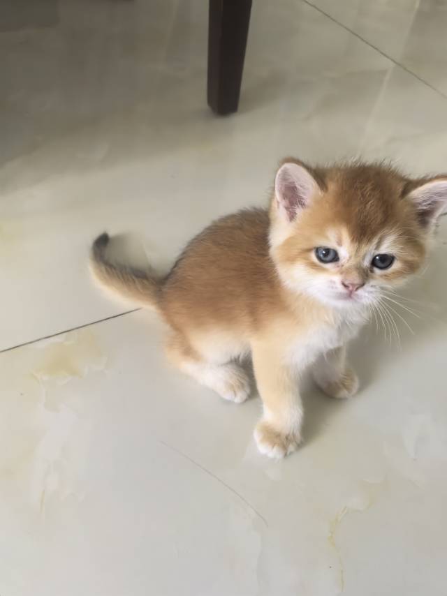 猫猫萌宠档案