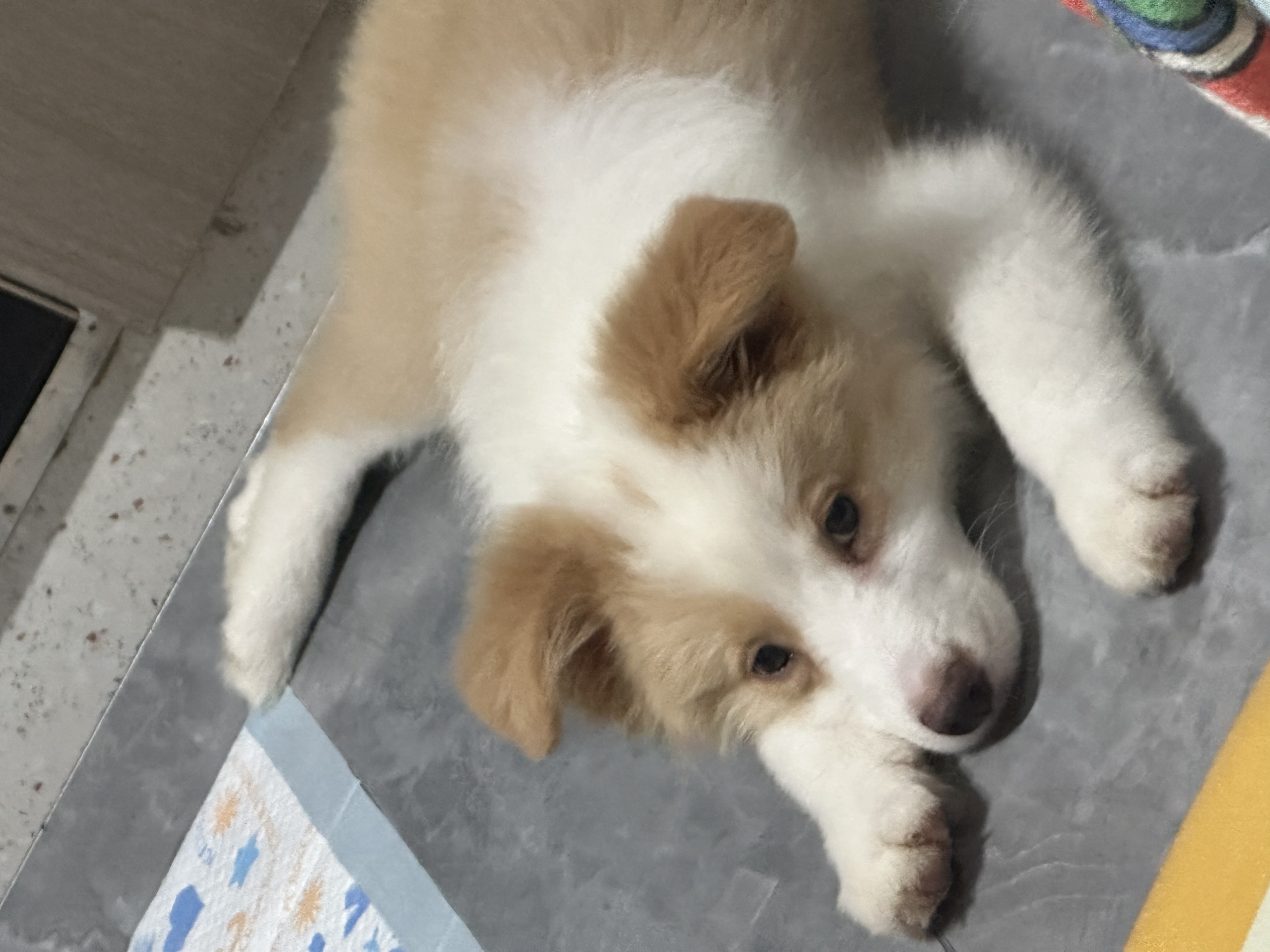 金边 繁育边牧犬舍出来的 买来是3500 技能会很多 不乱叫 很聪明 教技能一顿饭就会了 疫苗都齐 私信详谈 可砍价