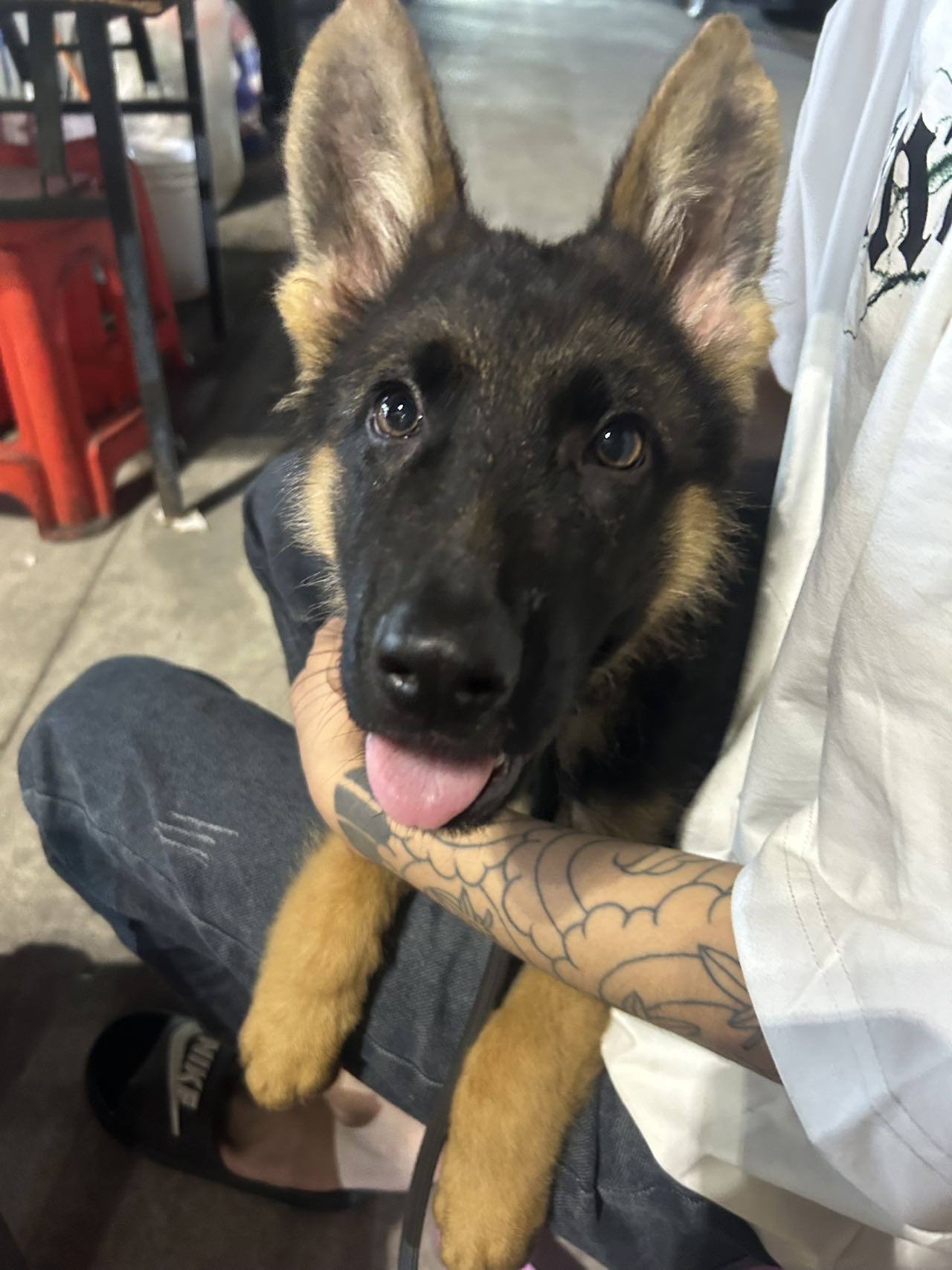 狗狗德国牧羊犬