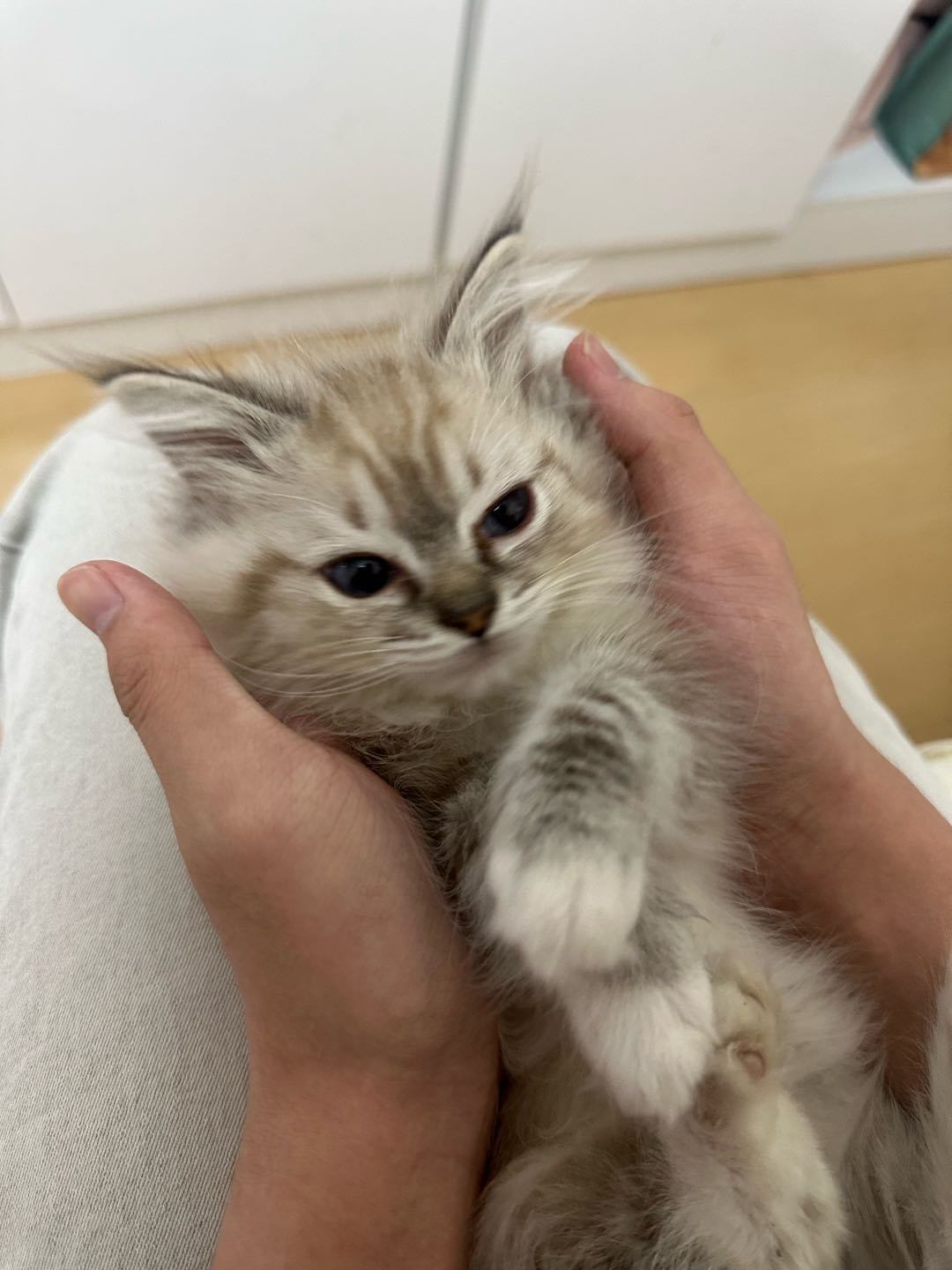 猫猫布偶猫
