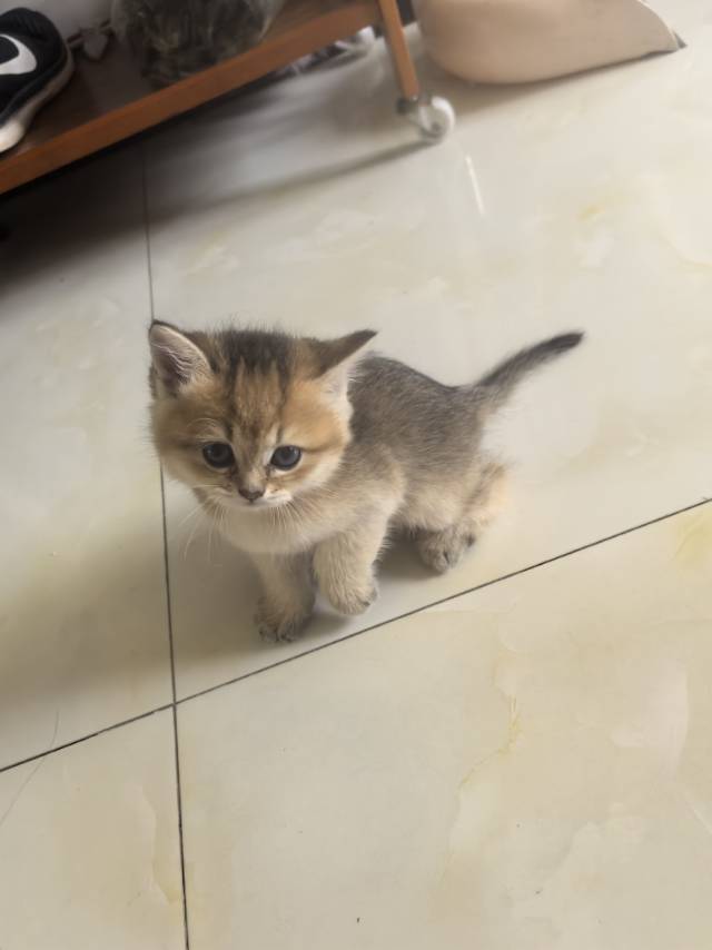 猫猫萌宠档案