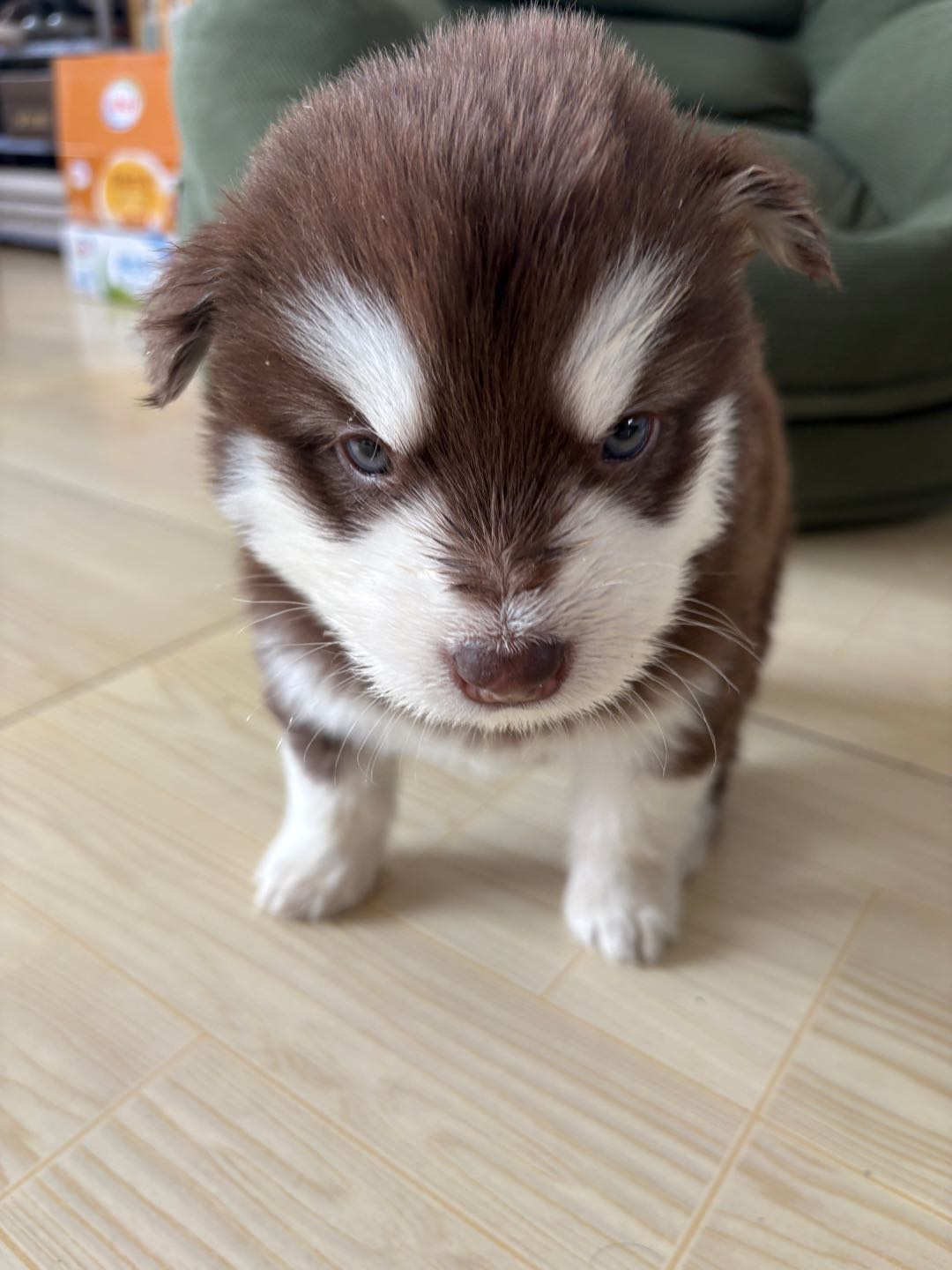 狗狗阿拉斯加雪橇犬