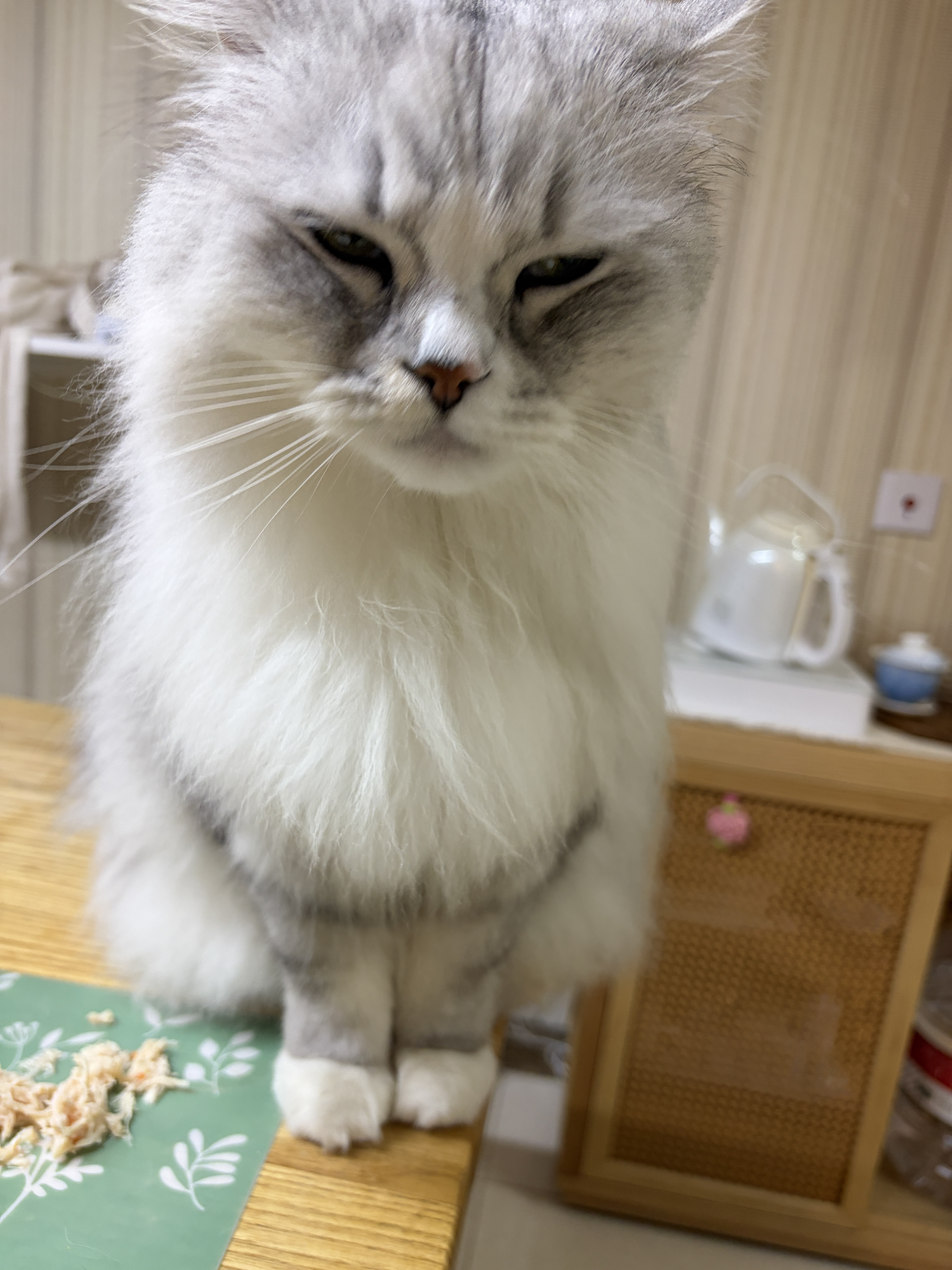 猫猫萌宠档案
