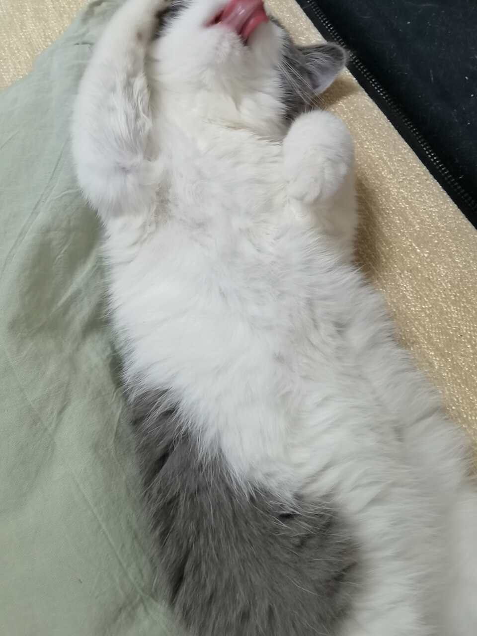这个平台的宠物托运靠谱吗？