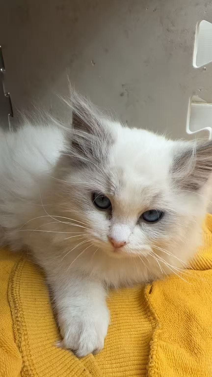 猫猫布偶猫