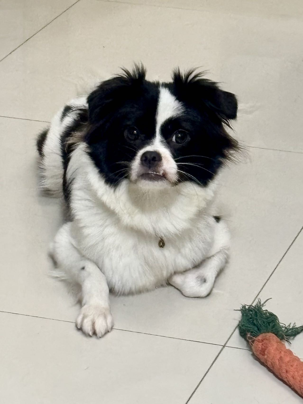 狗狗萌宠档案