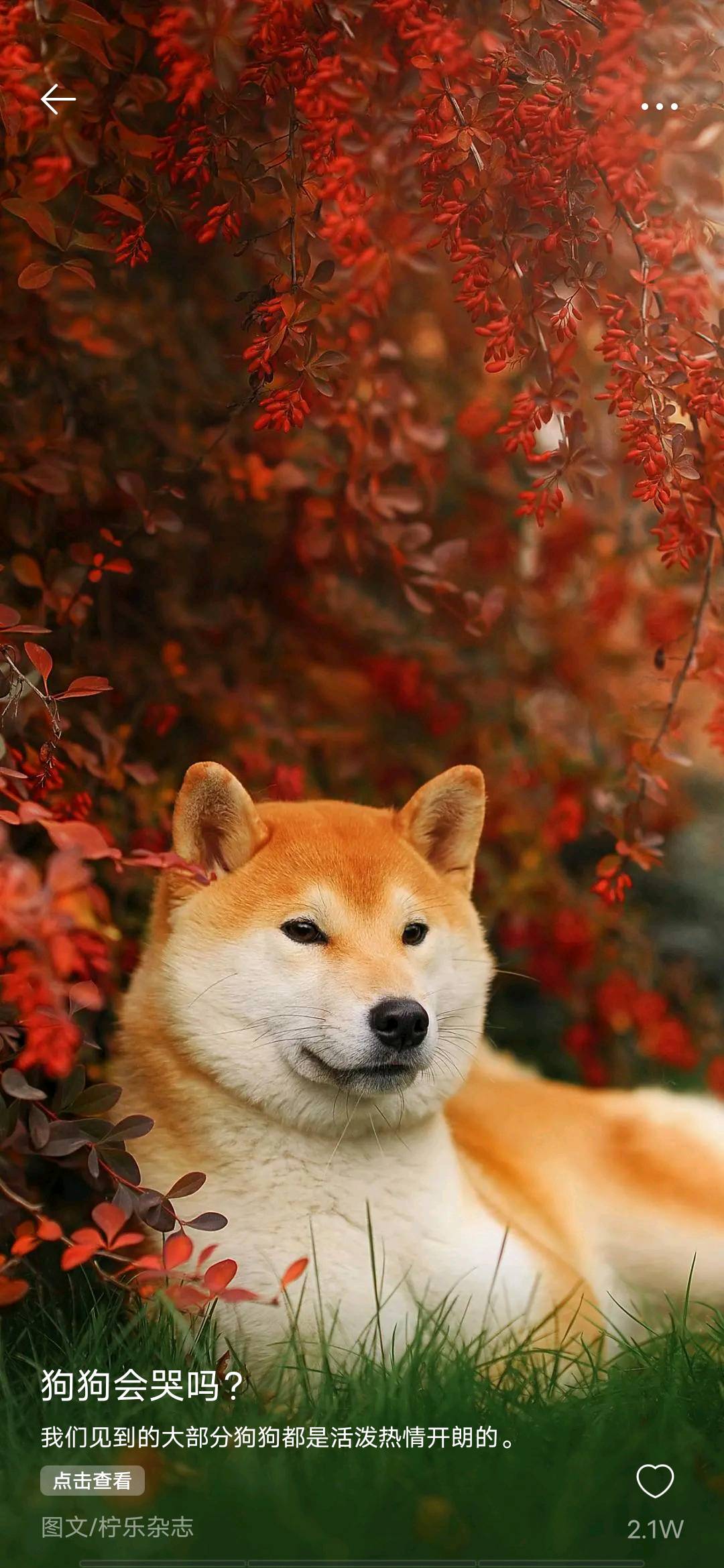 上门遛狗