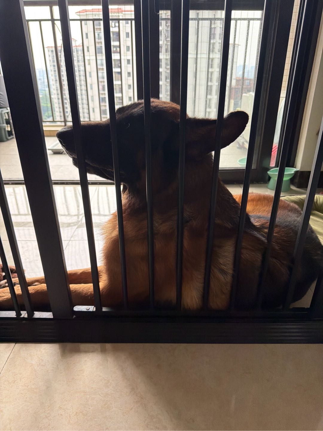 豆包