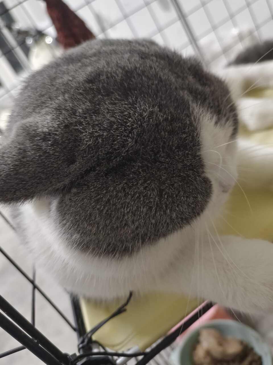 猫猫英国短毛猫