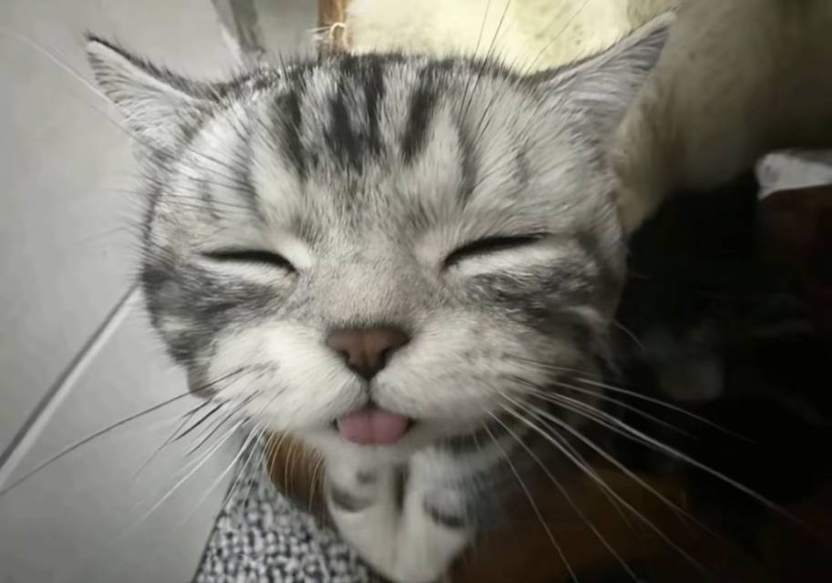 小宠物