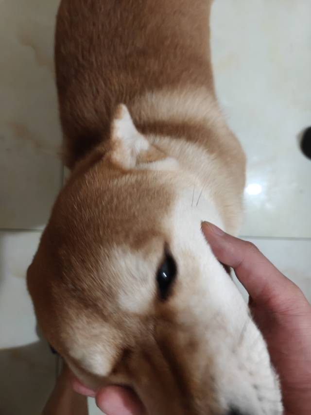 狗狗萌宠档案