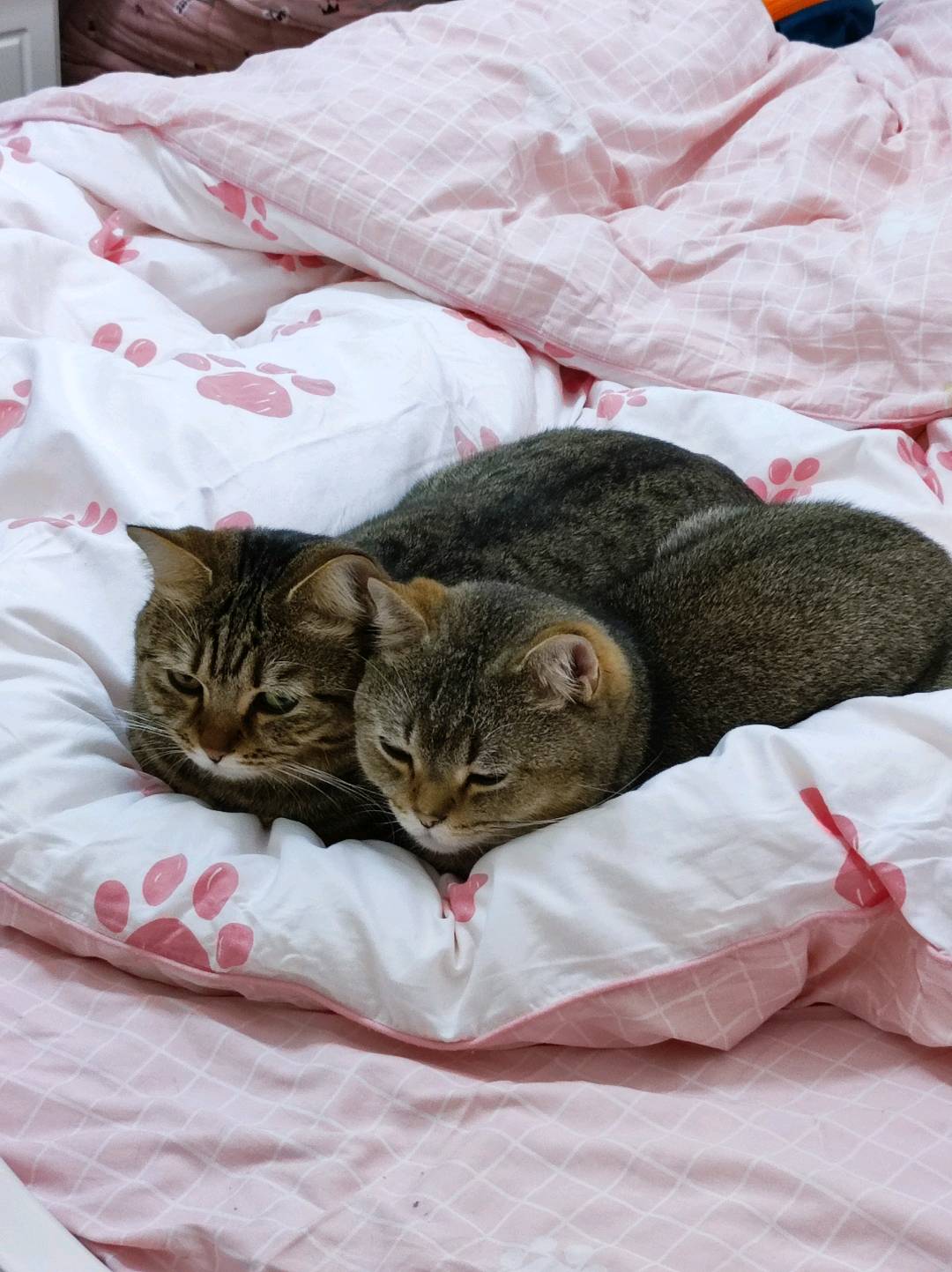 上门喂猫,上门喂猫,自己养两只猫,健健康康