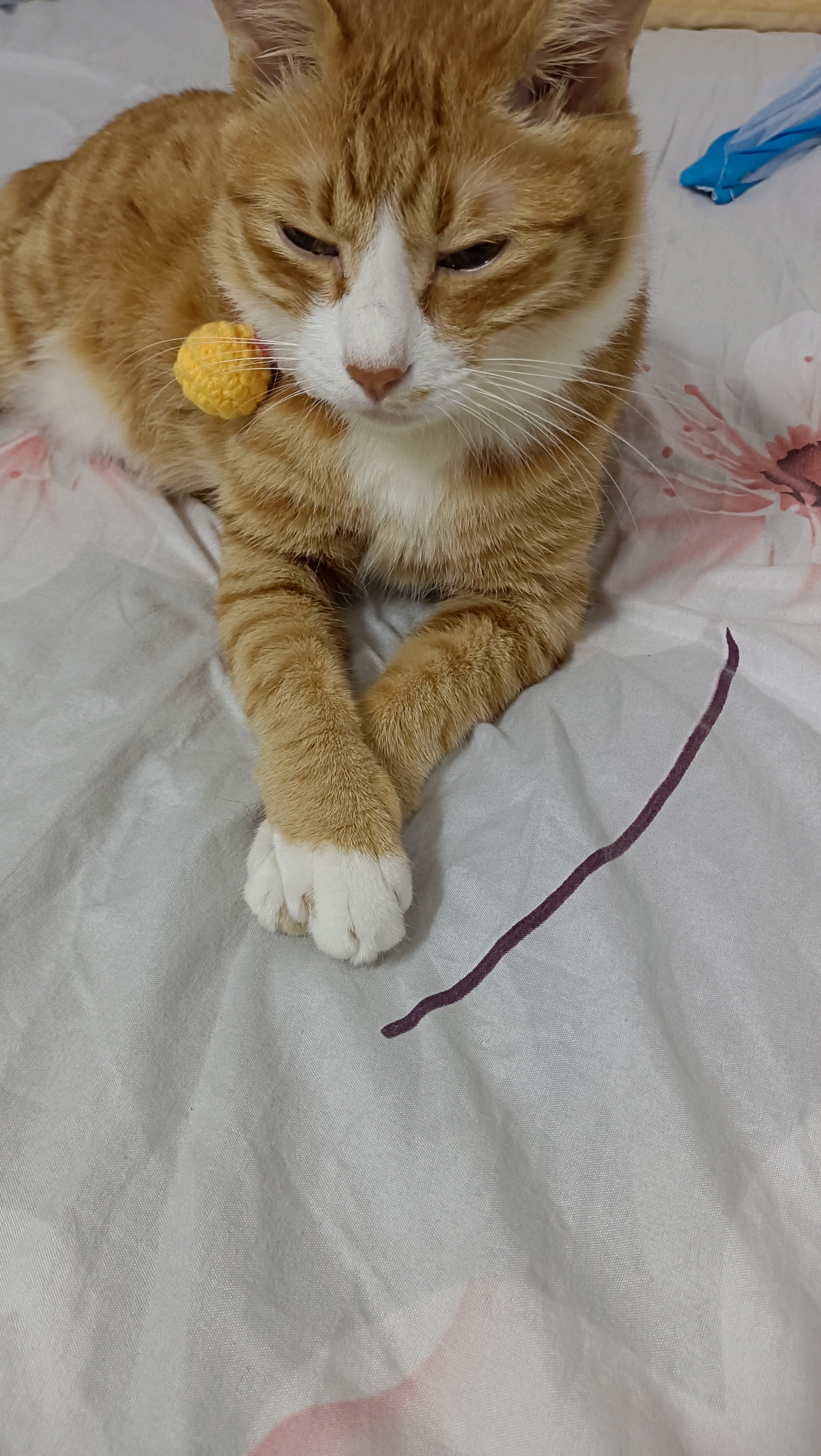 深圳市寄养猫咪，上门喂猫、狗狗代溜、带狗去玩
因为自己家有猫、可以私人定制各种钟对猫狗服务，有意者联系！