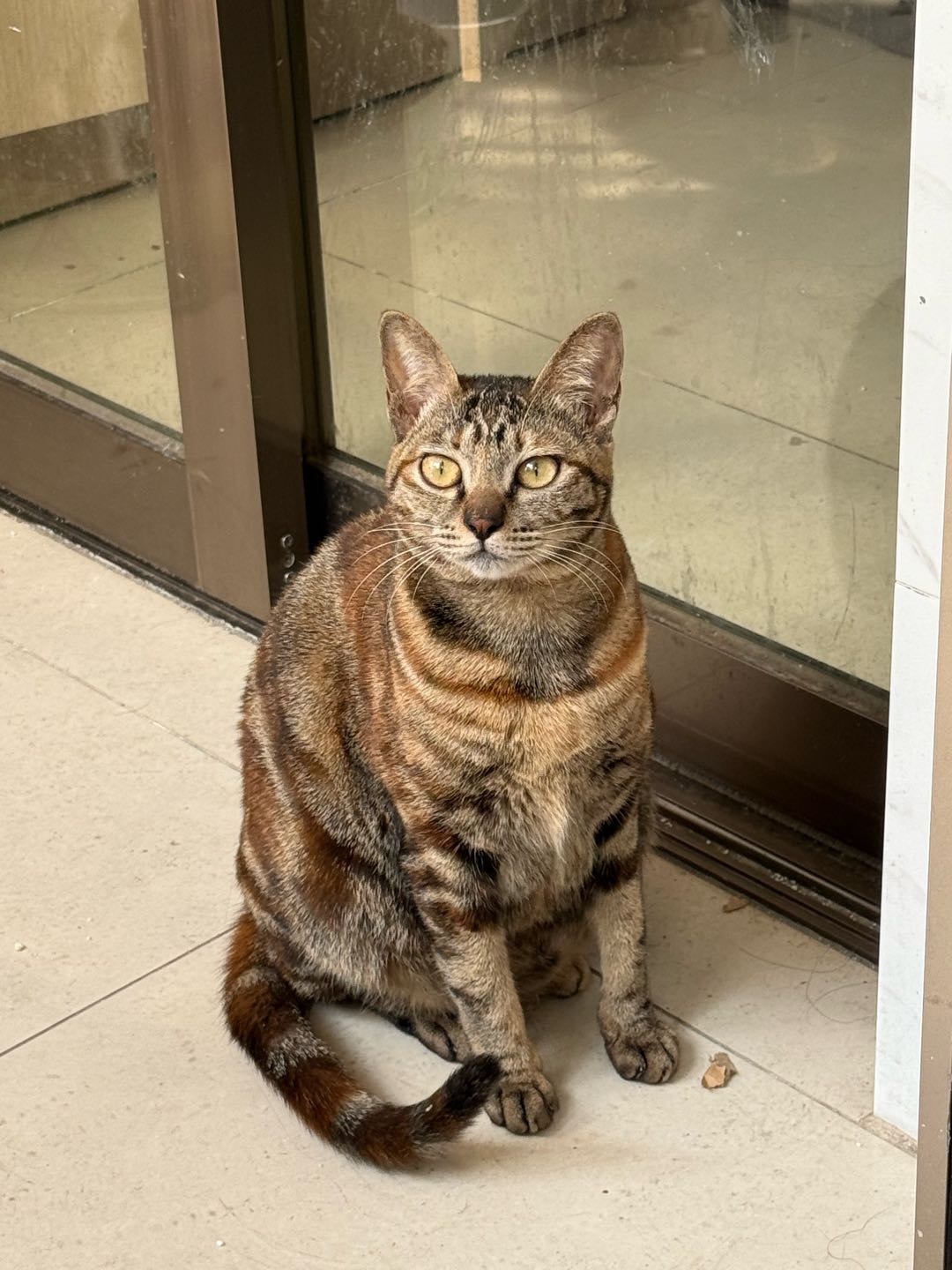 猫猫其它