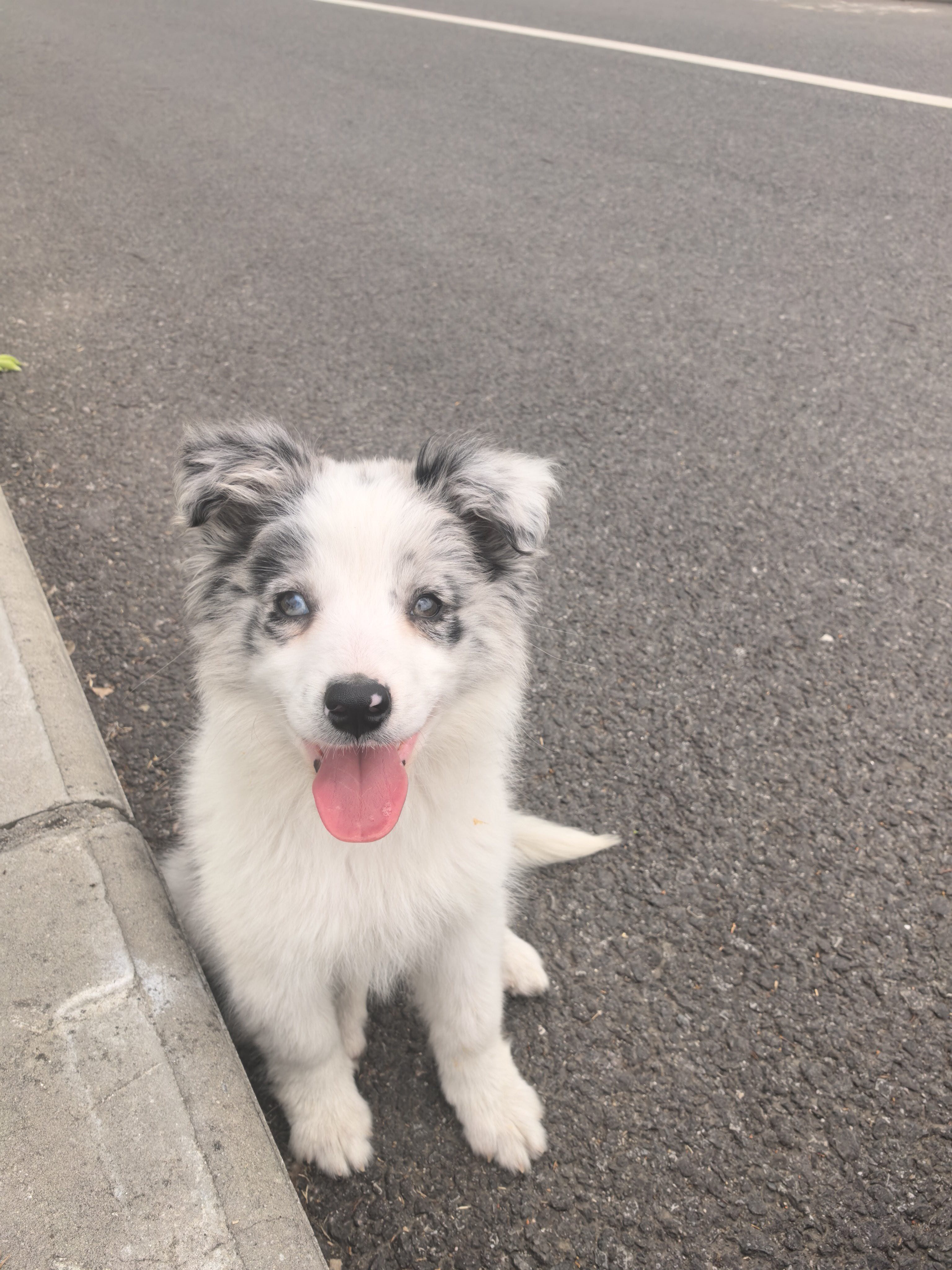 狗狗澳大利亚牧羊犬