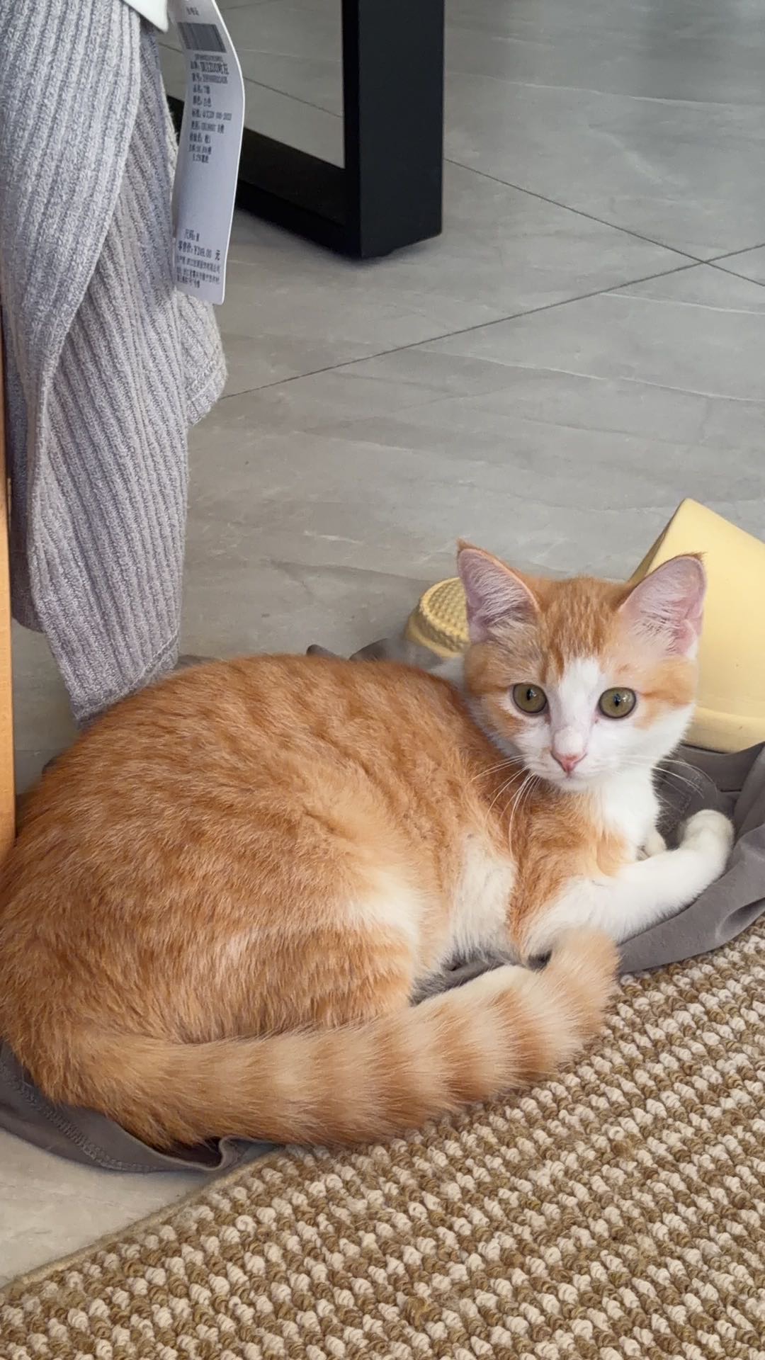猫猫其它