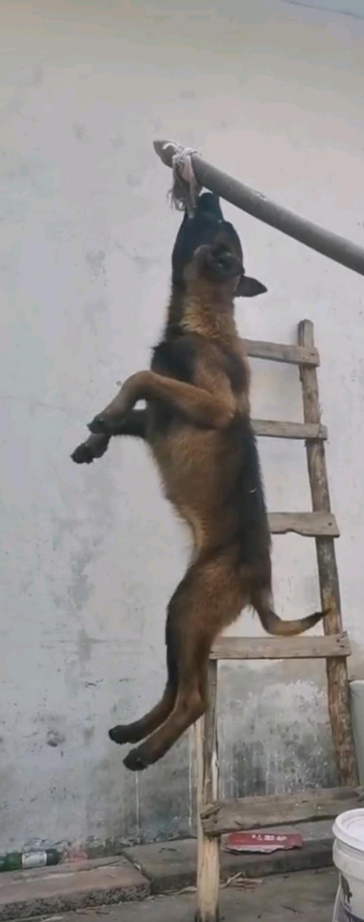 附近可免费帮训犬