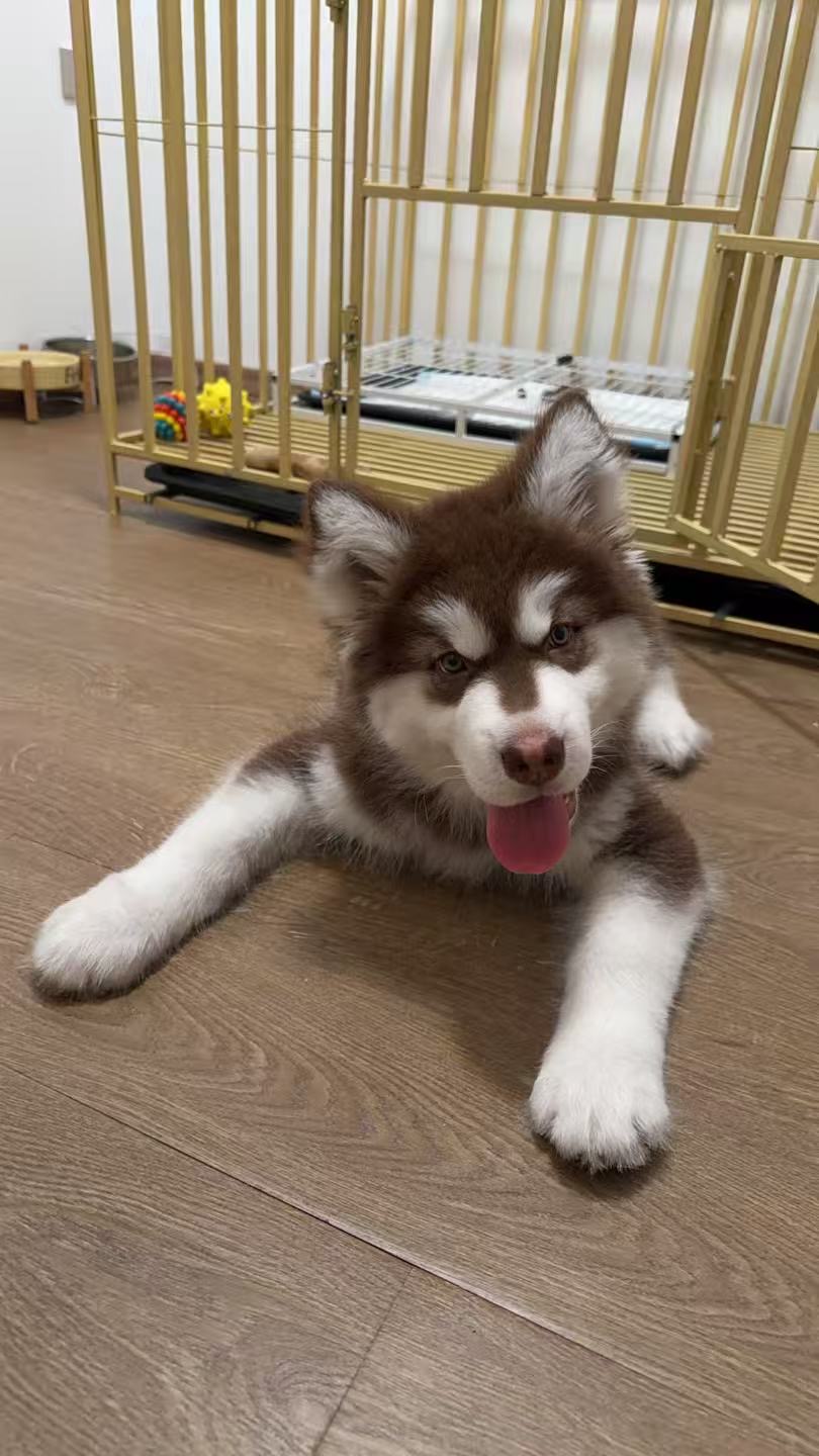 狗狗阿拉斯加雪橇犬