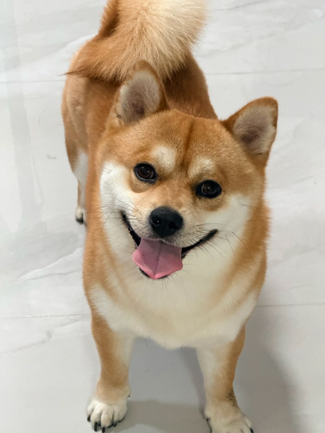 狗狗萌宠档案