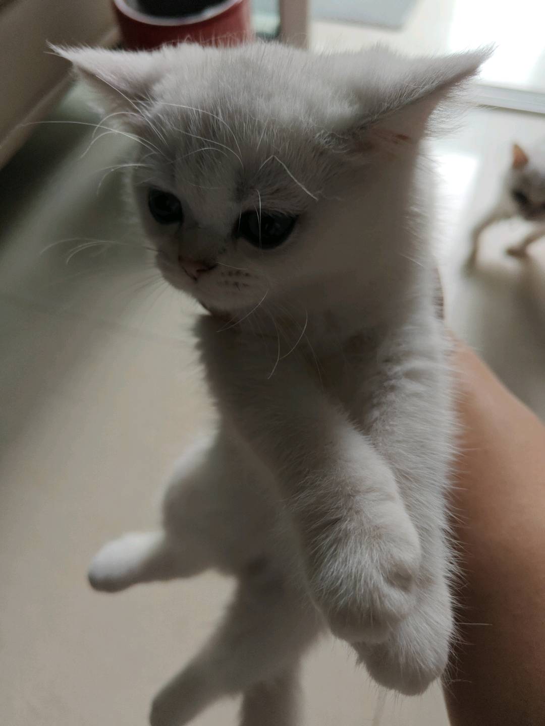 猫猫银渐层