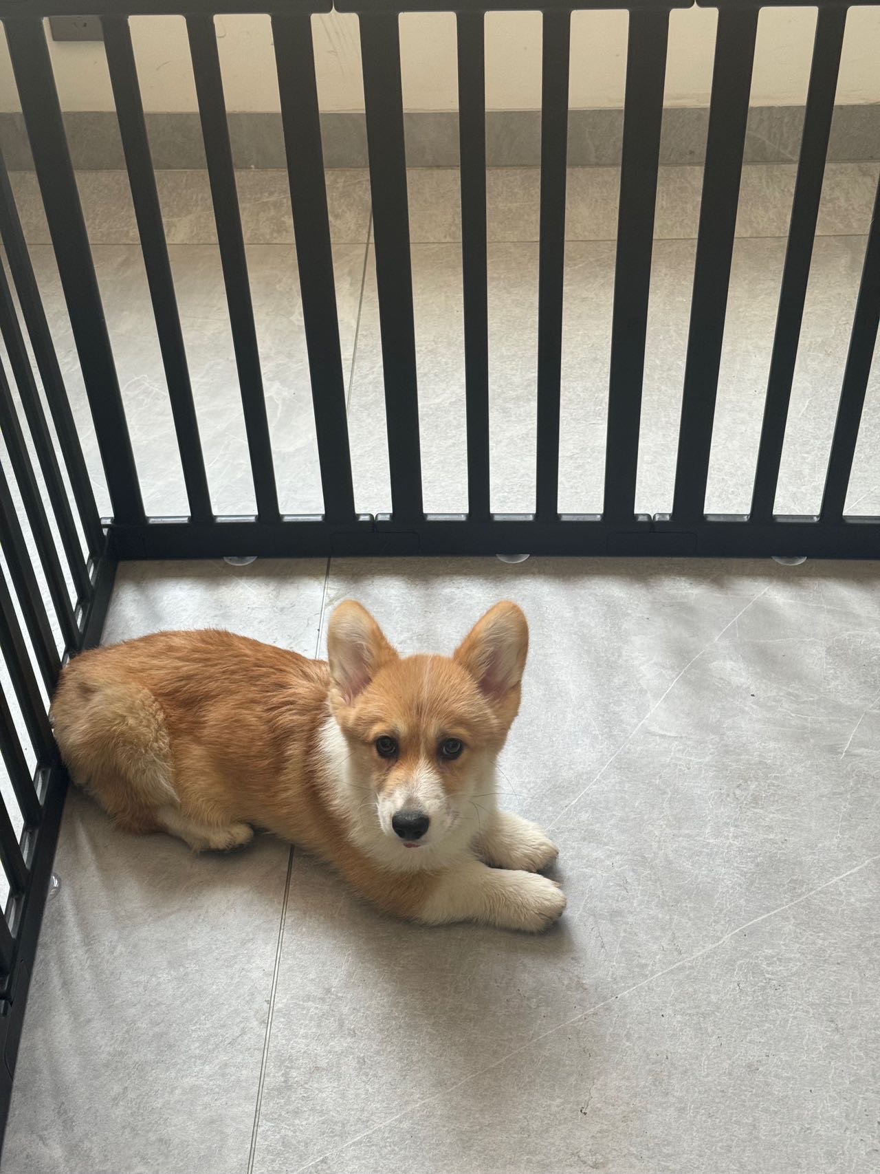 狗狗萌宠档案