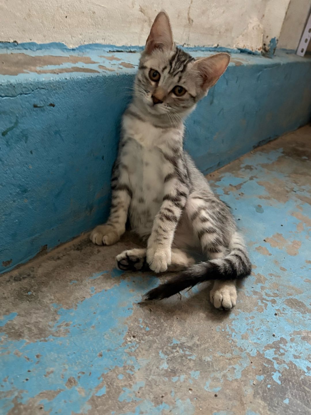 五只小猫咪   两个狸花  三个虎斑  他们的父亲是纯种虎斑   母亲是狸花  两个月大啦