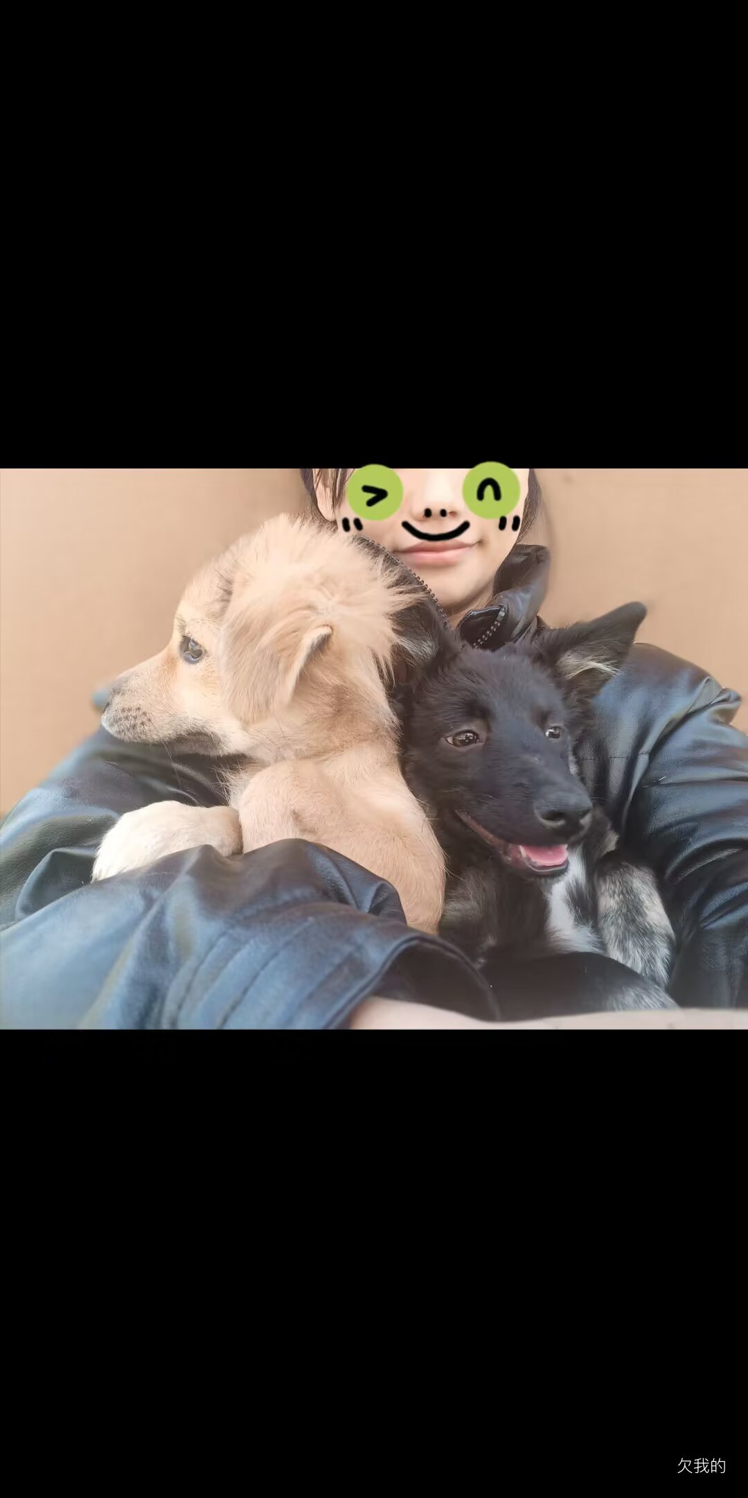 狗狗萌宠档案